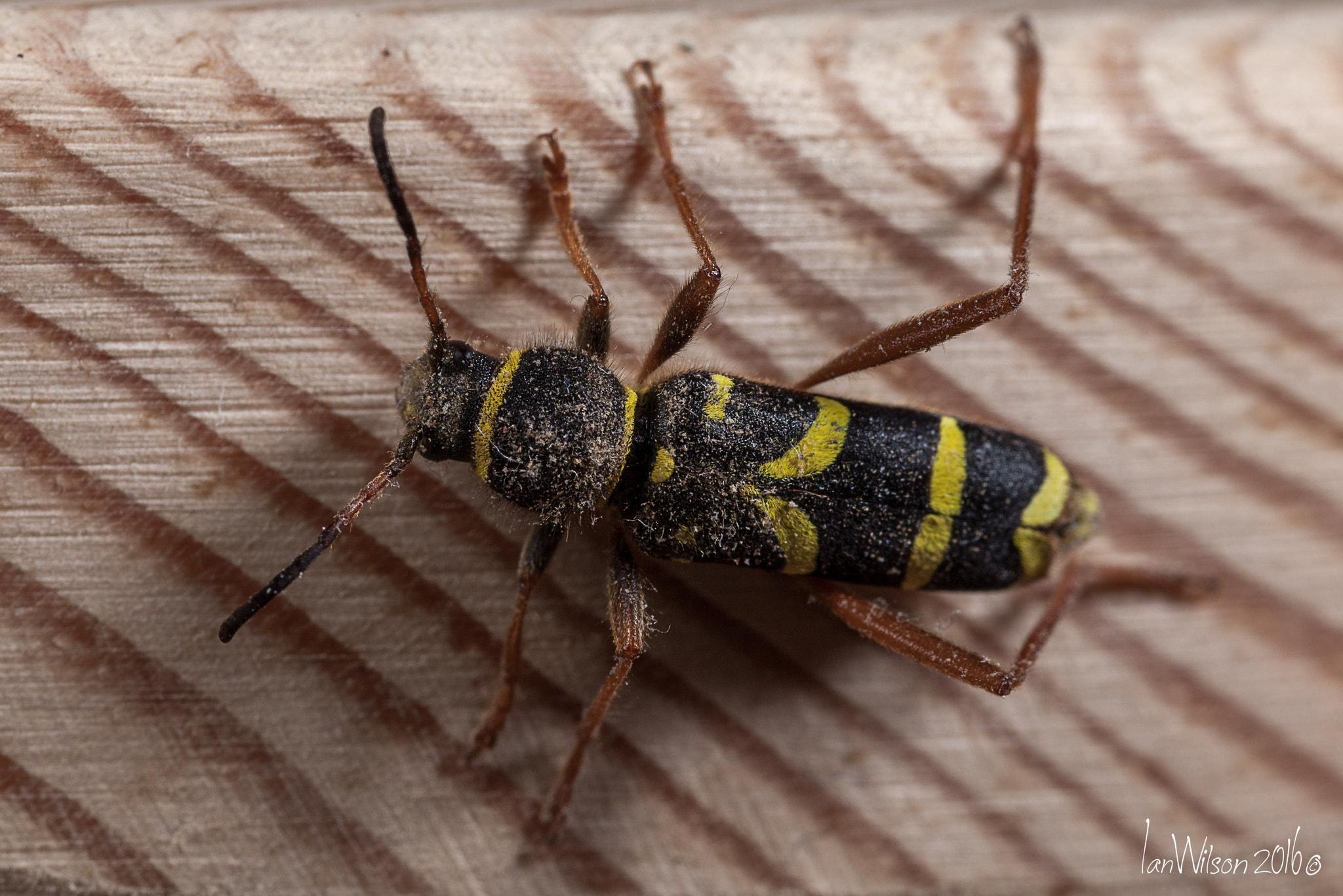 Sigma 105mm F2.8 EX DG OS HSM sample photo. Clytus arietis, the wasp beetle photography