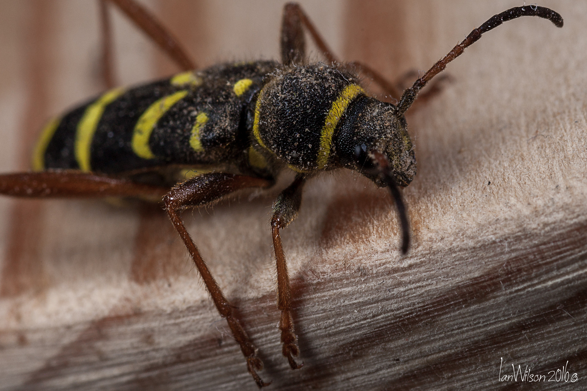 Sigma 105mm F2.8 EX DG OS HSM sample photo. Clytus arietis, the wasp beetle photography