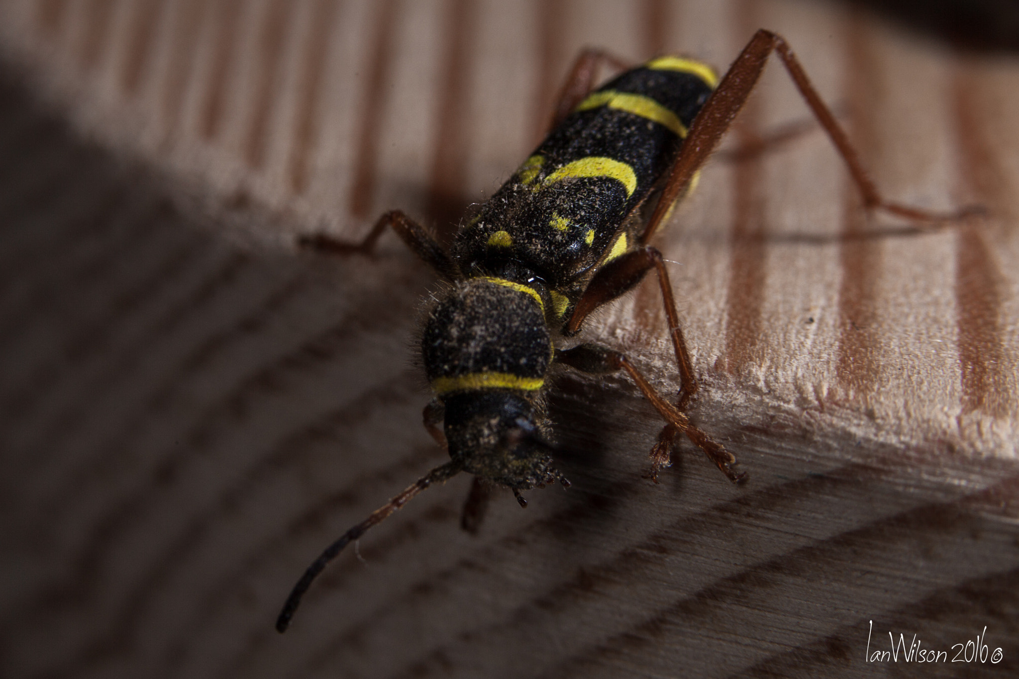Canon EOS 5D Mark II + Sigma 105mm F2.8 EX DG OS HSM sample photo. Clytus arietis, the wasp beetle photography