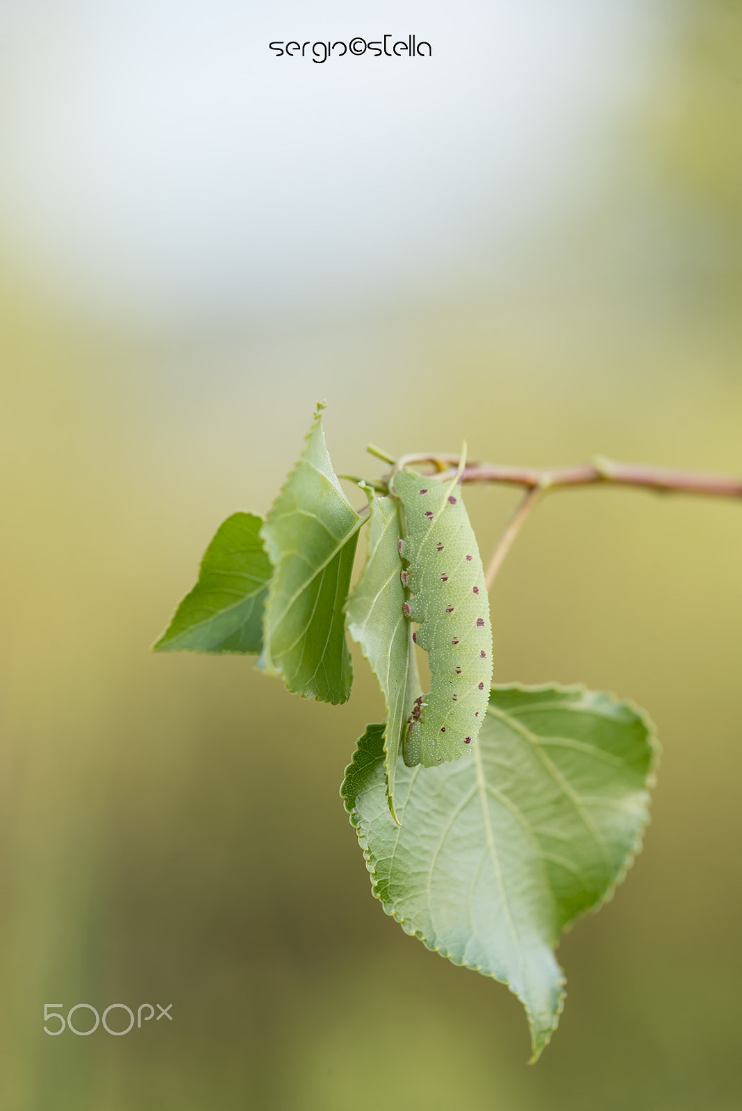 Sigma 150mm F2.8 EX DG Macro HSM sample photo. Laothoe populi bruco____ photography