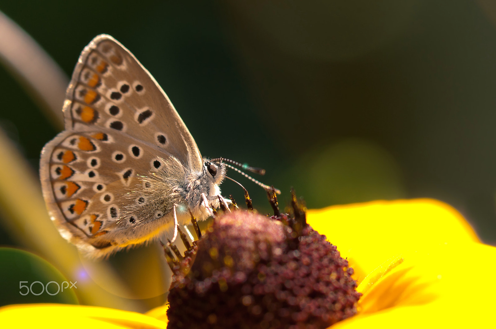 Nikon D5000 sample photo. --- photography
