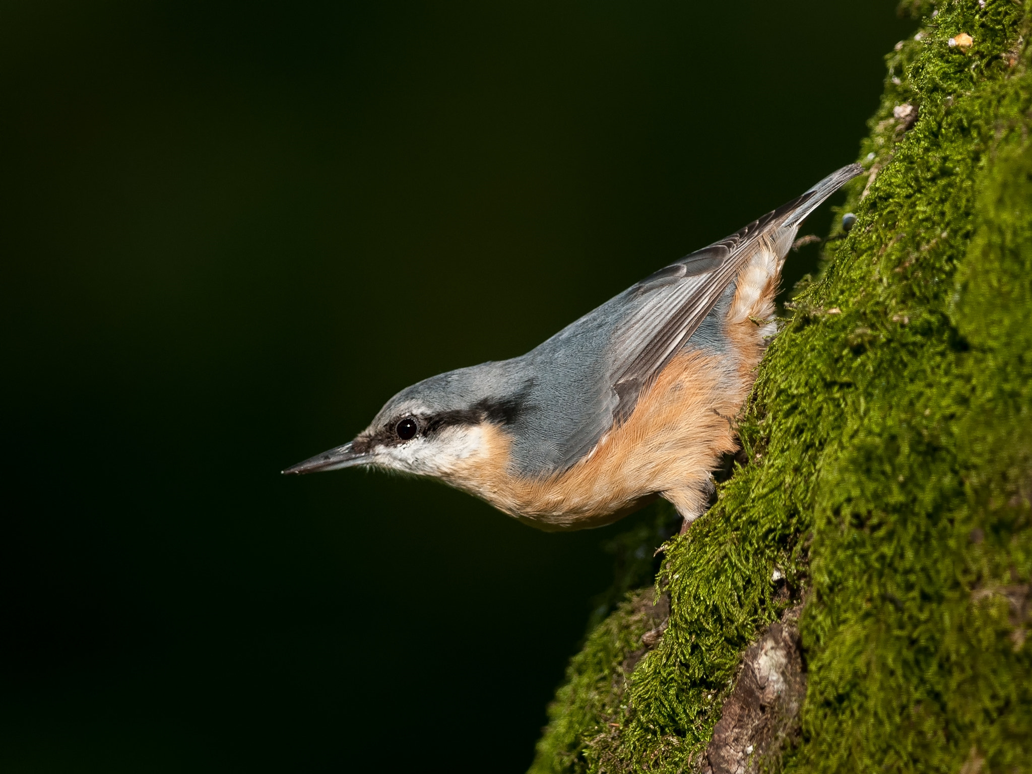 Nikon D300 + Nikon AF-S Nikkor 300mm F4D ED-IF sample photo. Nuthatch - sitta europaea photography