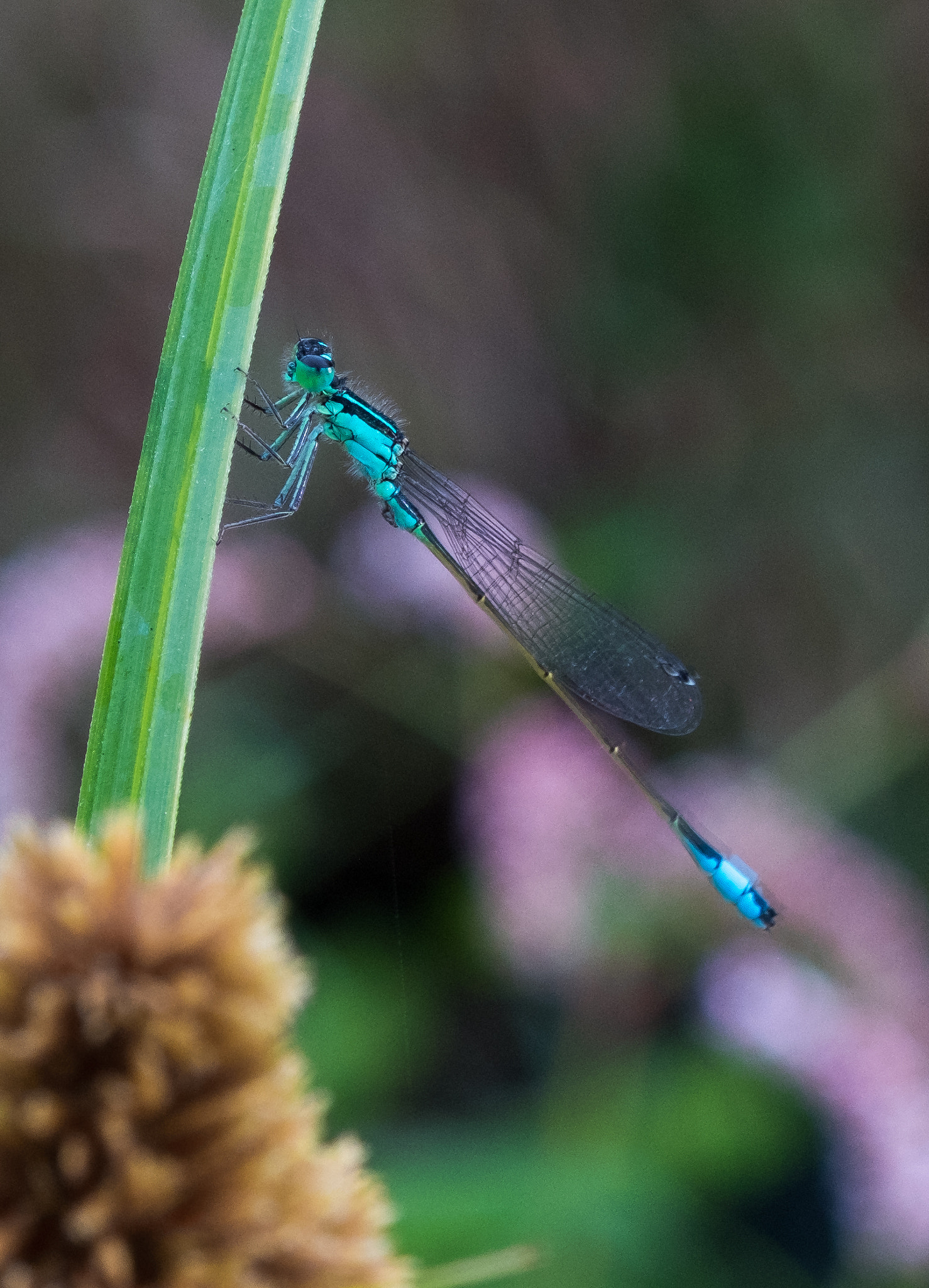 Fujifilm X-M1 + Fujifilm XF 60mm F2.4 R Macro sample photo. I'm watching you... photography