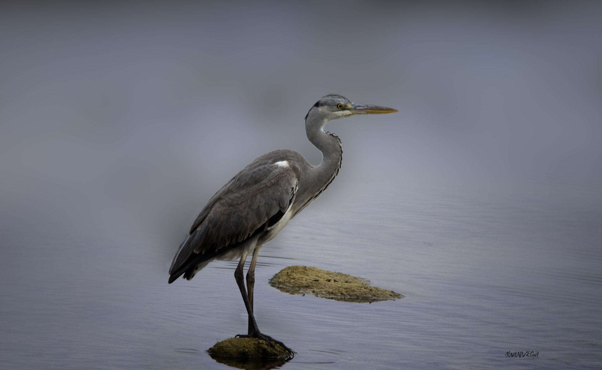 Sigma 150-500mm F5-6.3 DG OS HSM sample photo. G real photography