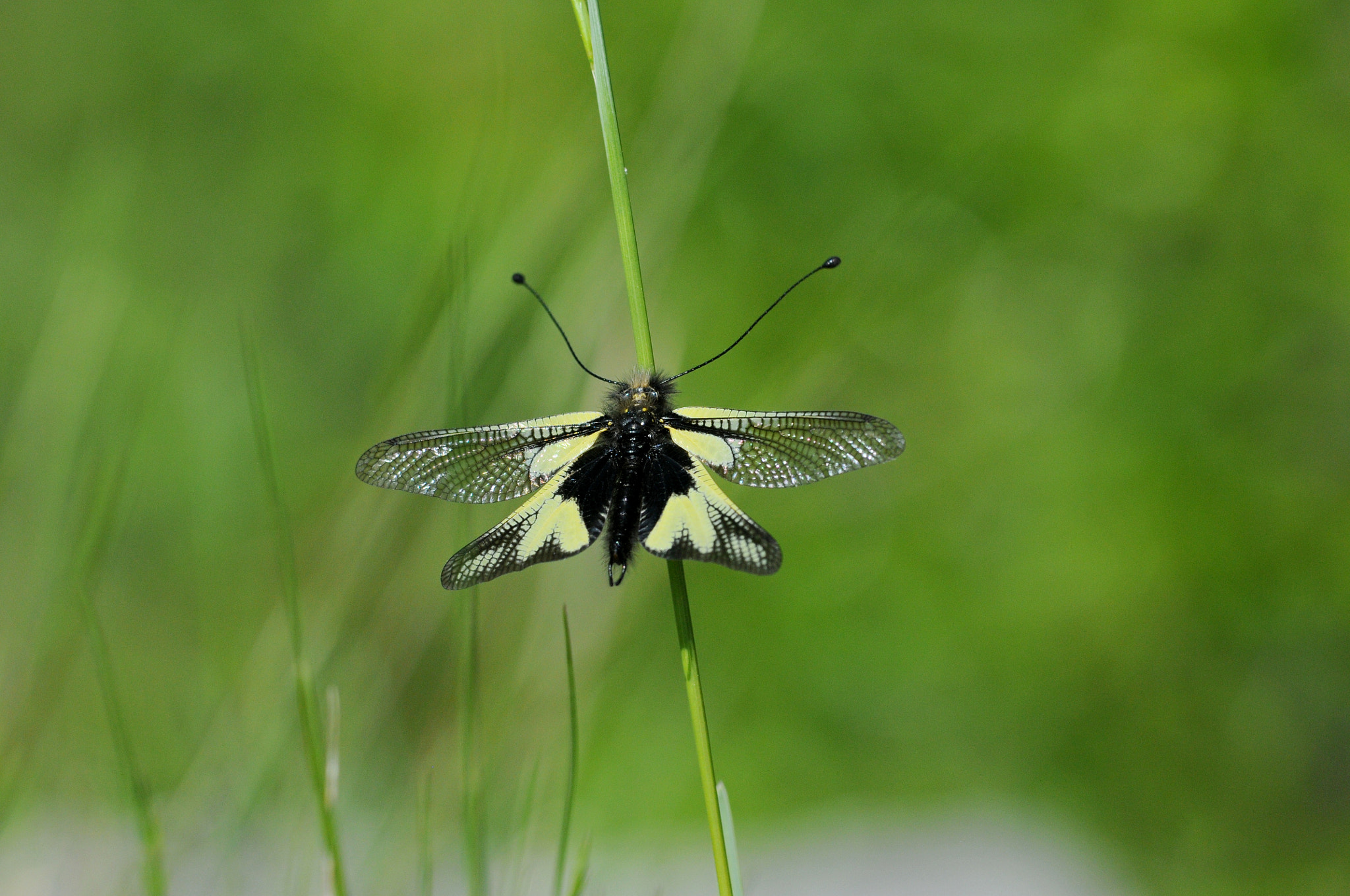 Sigma APO Macro 180mm F3.5 EX DG HSM sample photo. Schmetterlingshaft photography