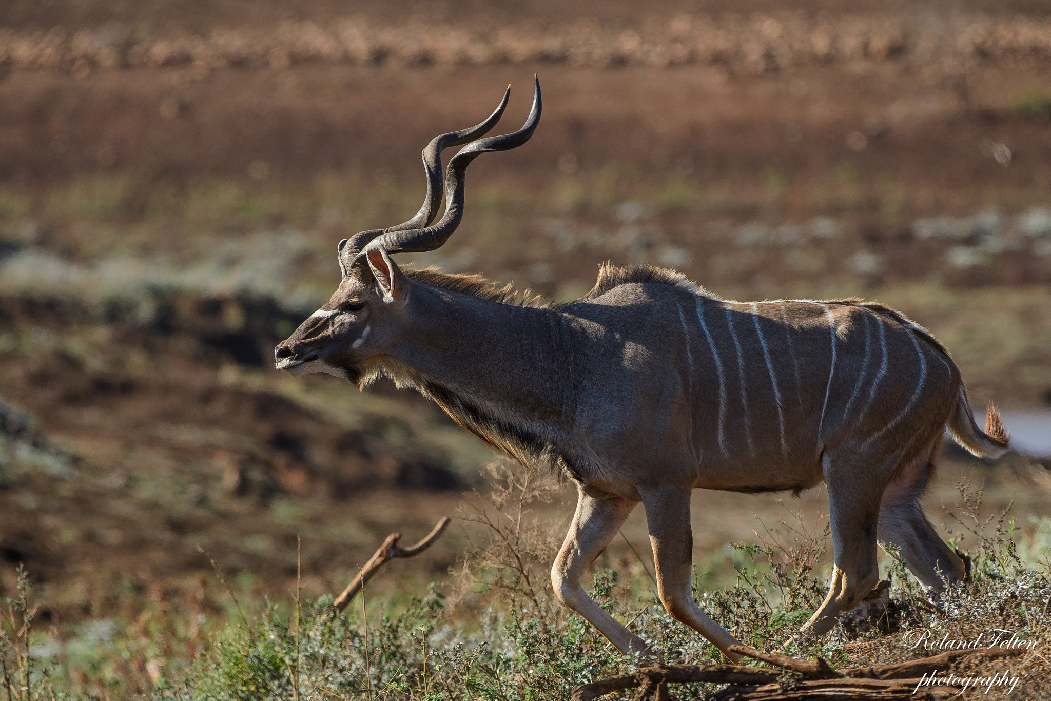 Nikon AF-S Nikkor 200-400mm F4G ED-IF VR sample photo. Greater kudu photography