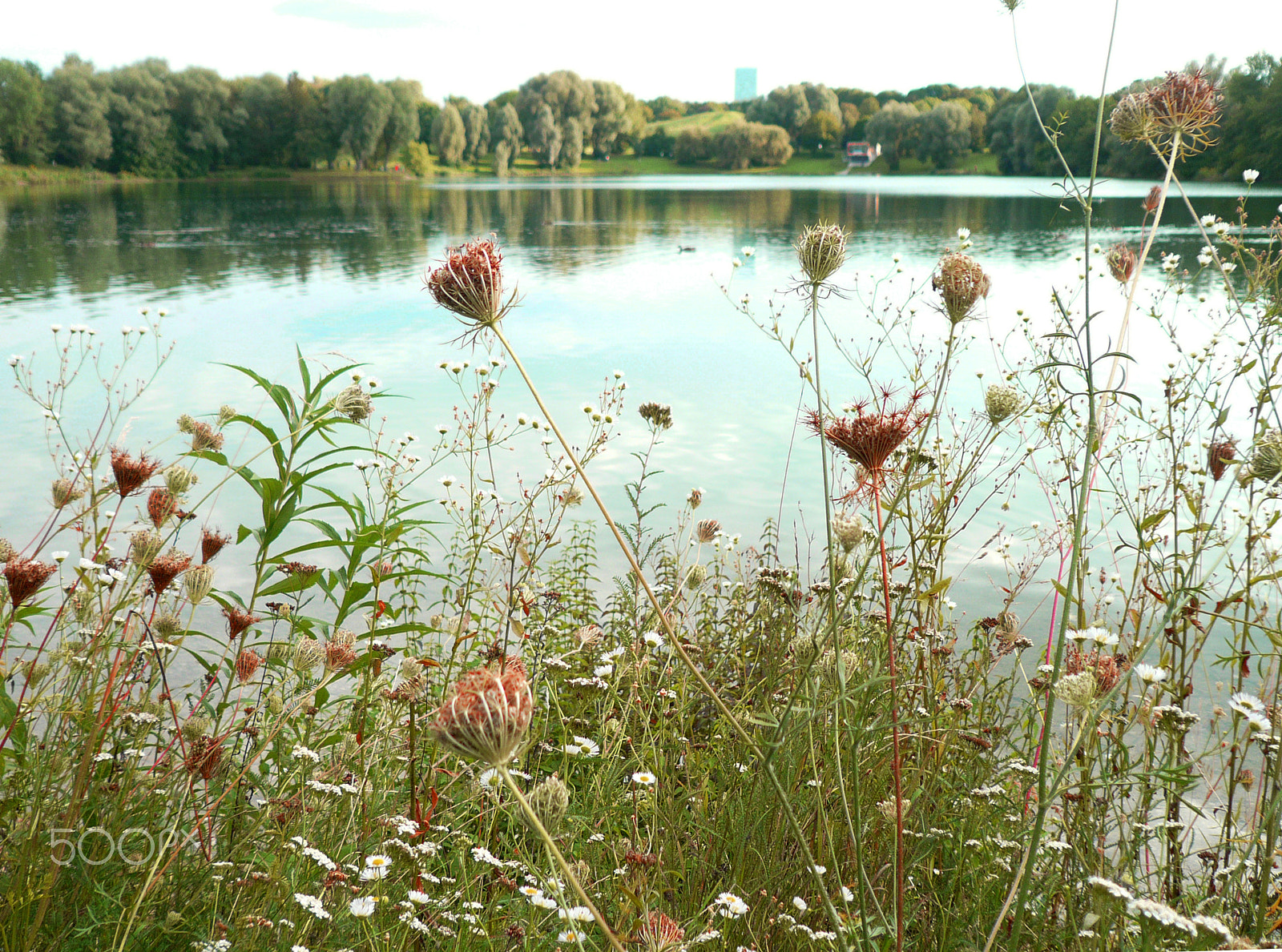 Panasonic DMC-FX100 sample photo. Lake flowers photography