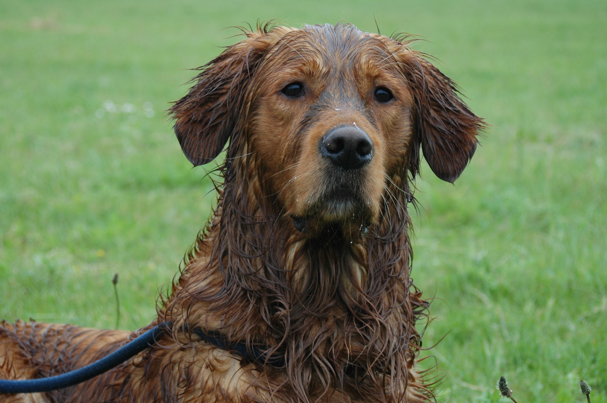 AF Zoom-Nikkor 28-80mm f/3.3-5.6G sample photo. Working golden retriever photography