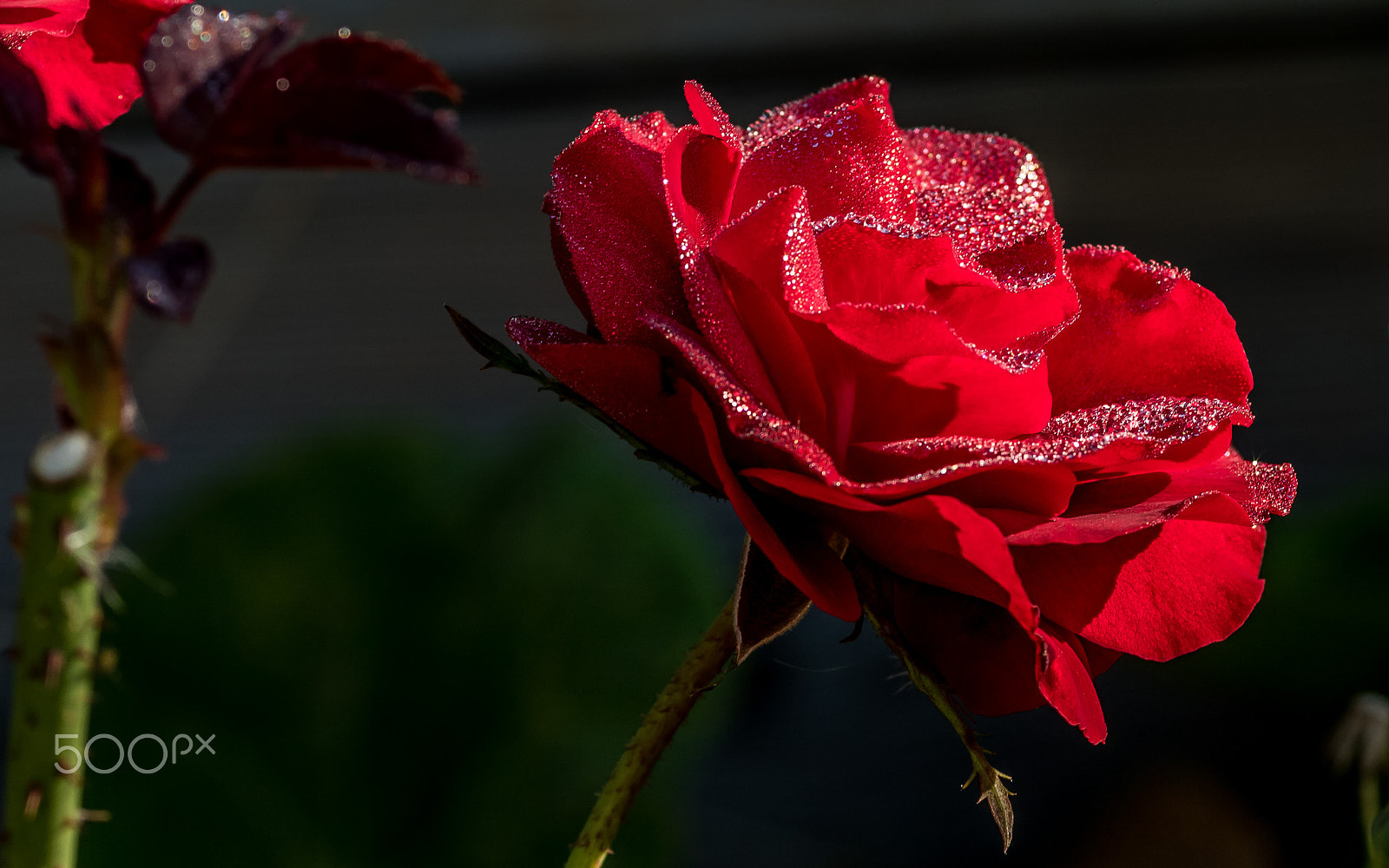 Canon EOS 7D Mark II + Canon EF 135mm F2L USM sample photo. Dew on rose photography