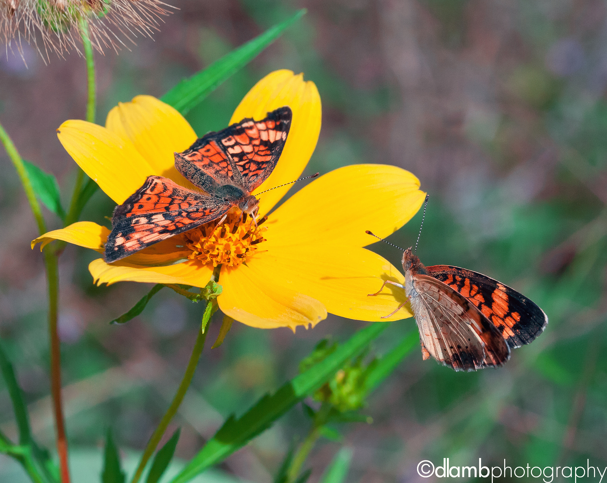 Canon EF-S 60mm F2.8 Macro USM sample photo. Coupling photography
