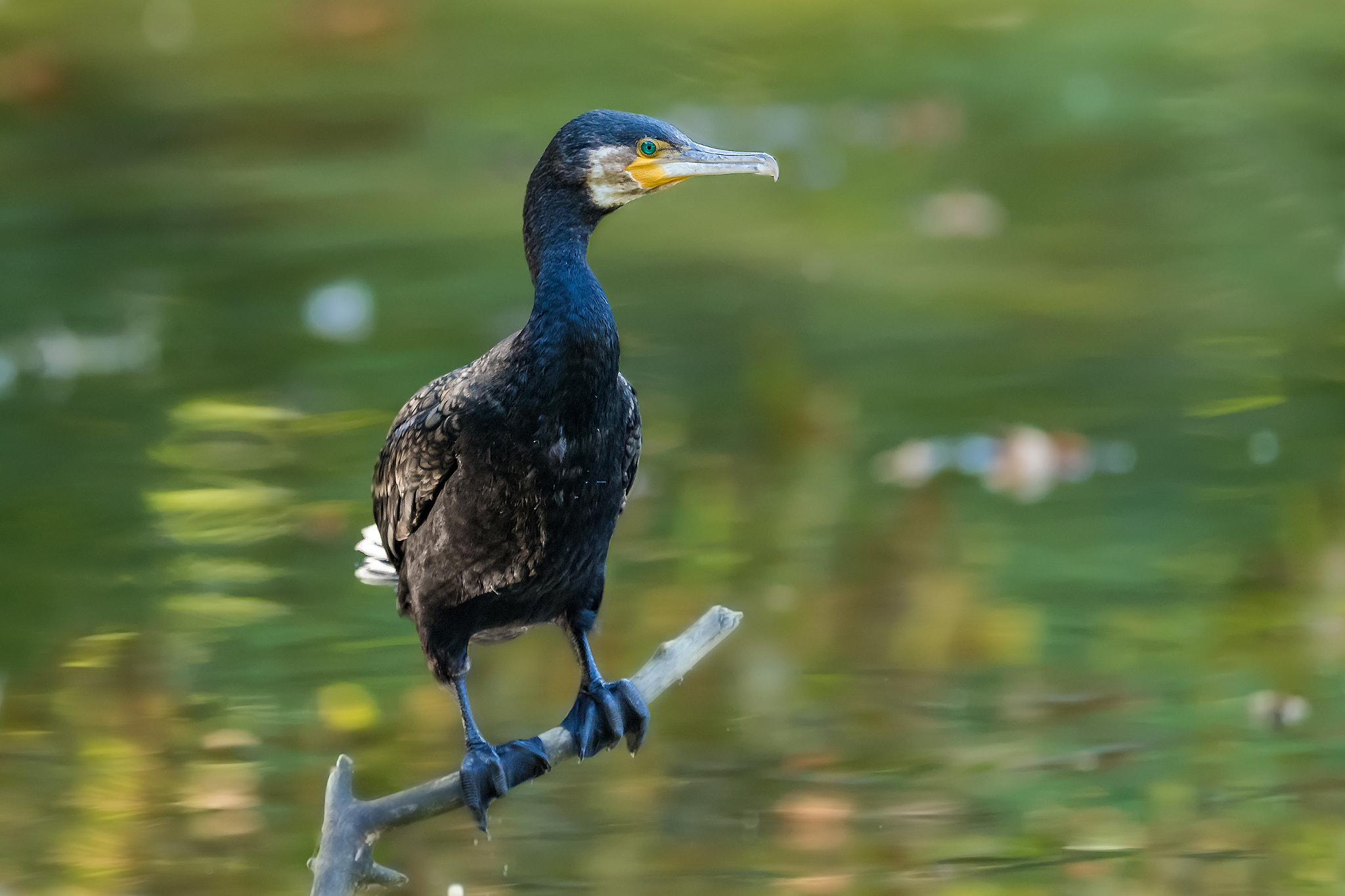 Canon EOS-1D X Mark II + Canon EF 400mm F2.8L IS II USM sample photo. Kormoran photography