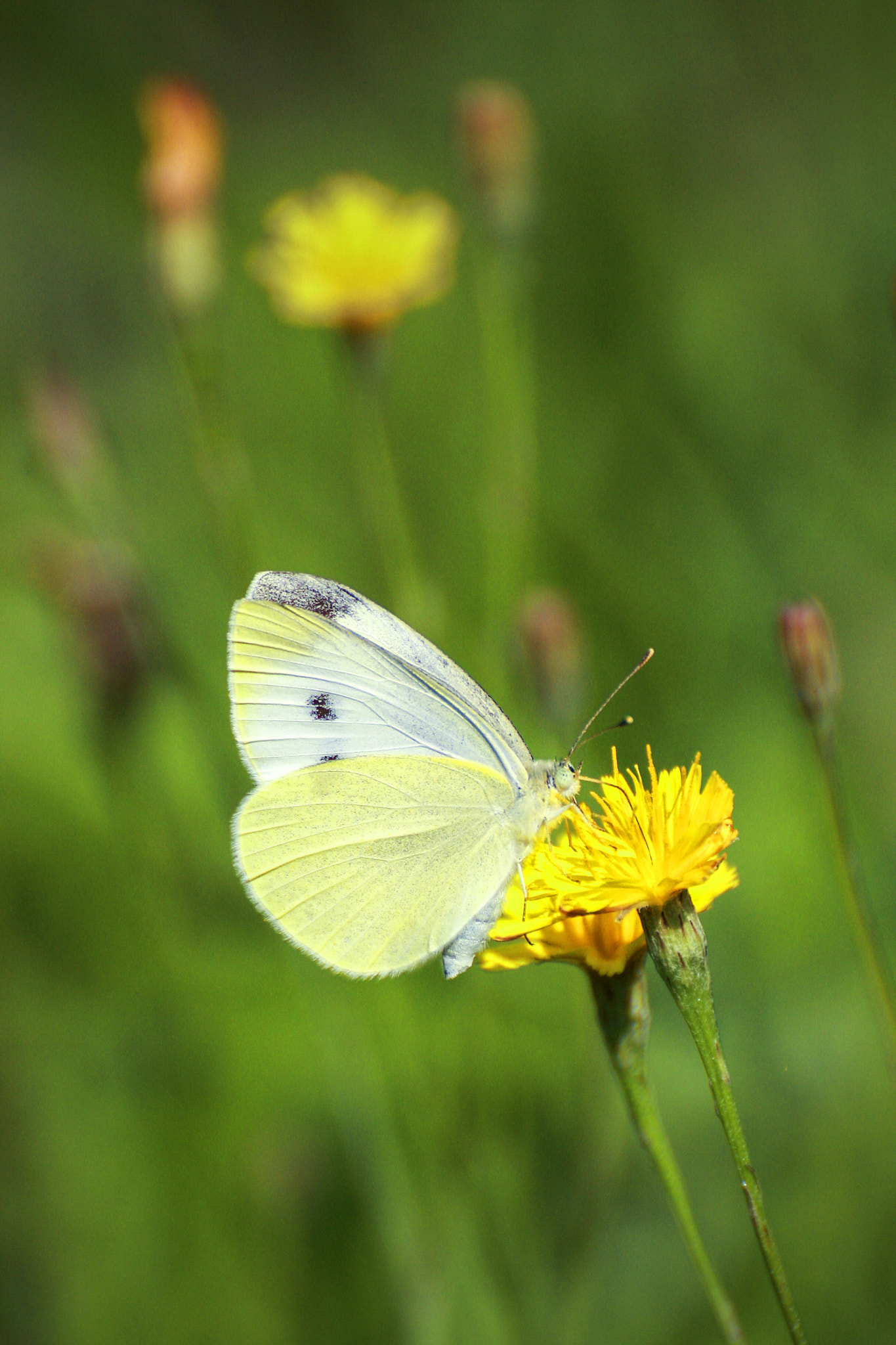 Tamron SP 35mm F1.8 Di VC USD sample photo. Butterfly photography