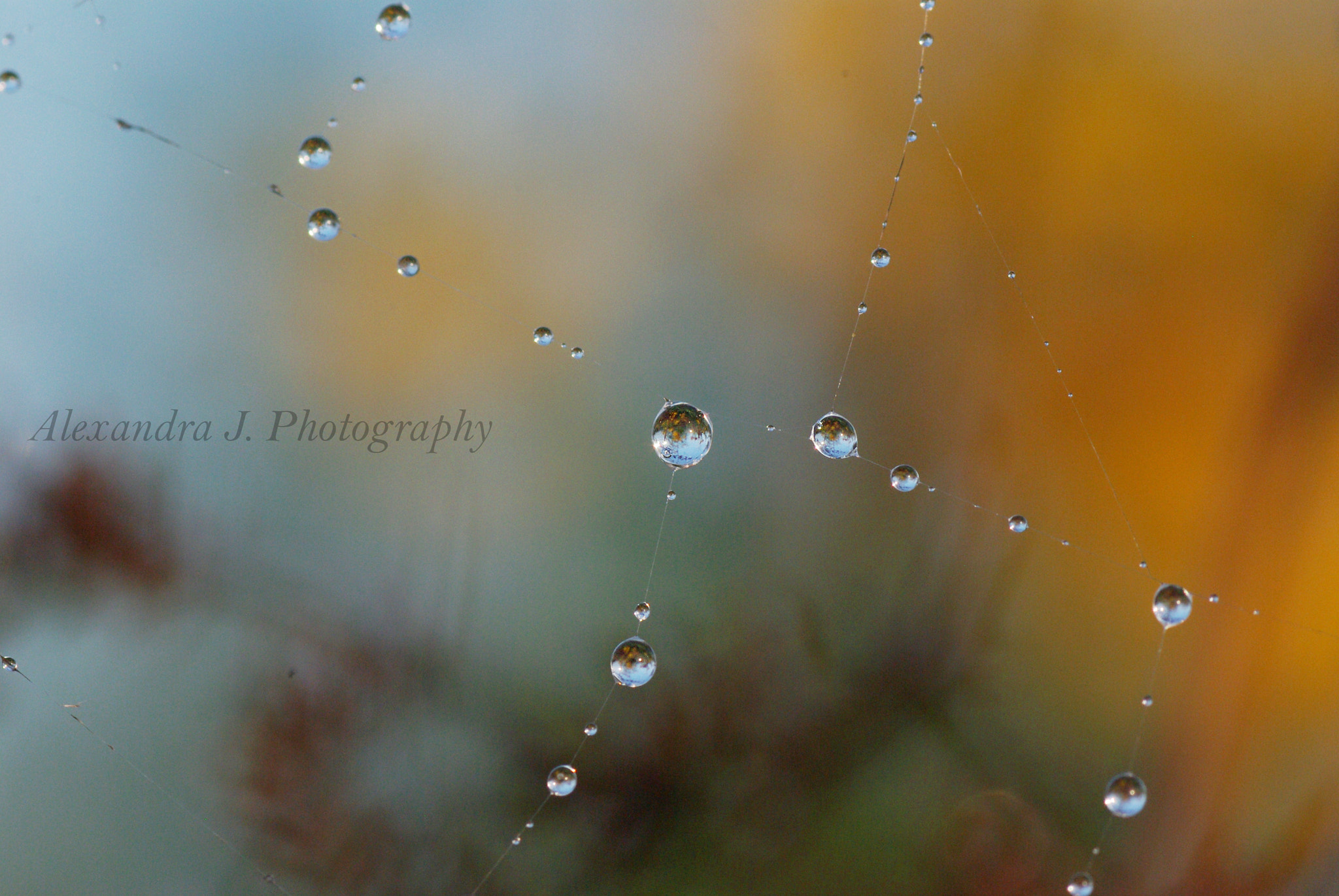 Tamron SP AF 90mm F2.8 Di Macro sample photo. Drops photography