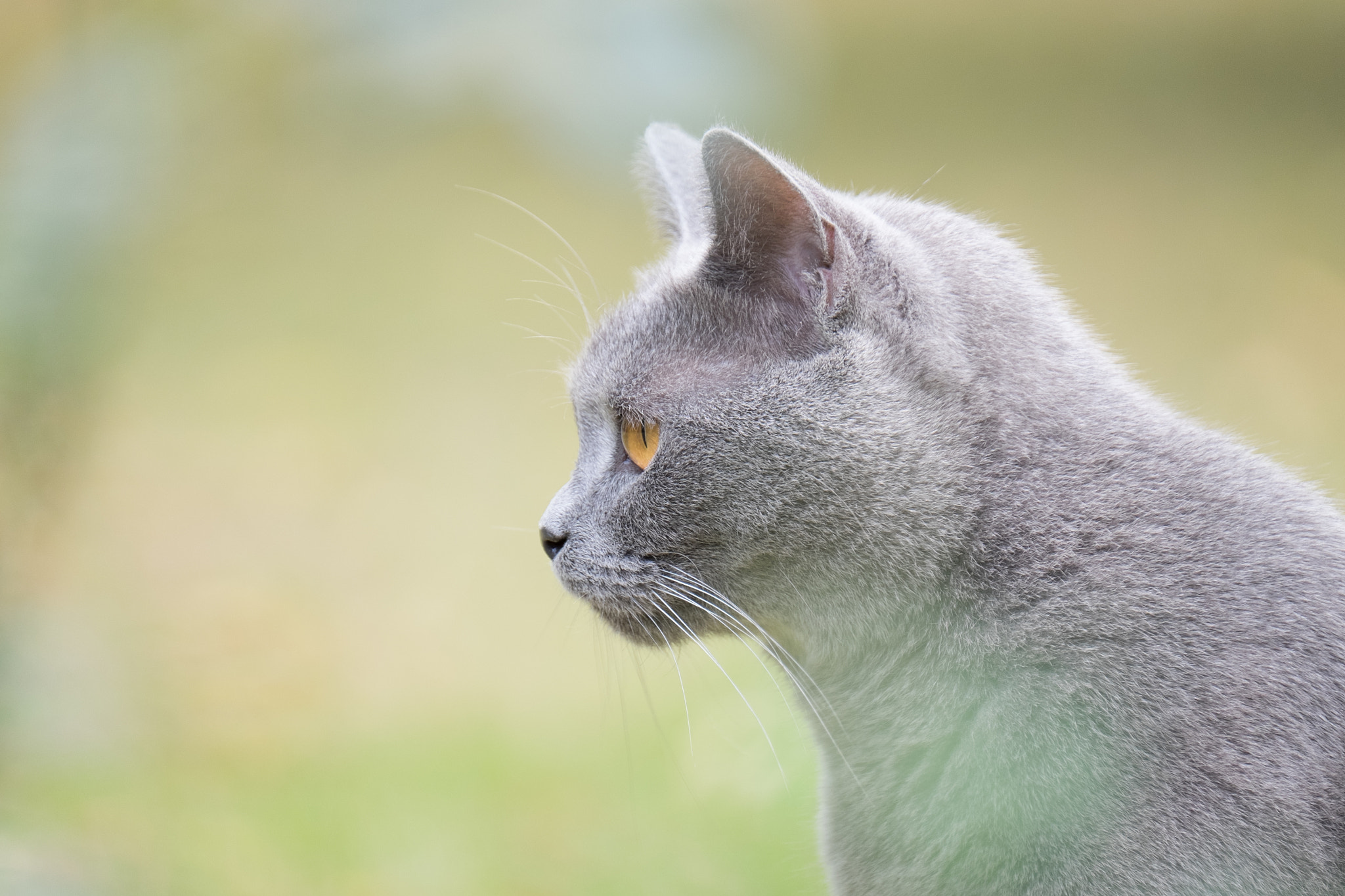 Fujifilm XF 100-400mm F4.5-5.6 R LM OIS WR sample photo. Chartreux profil photography