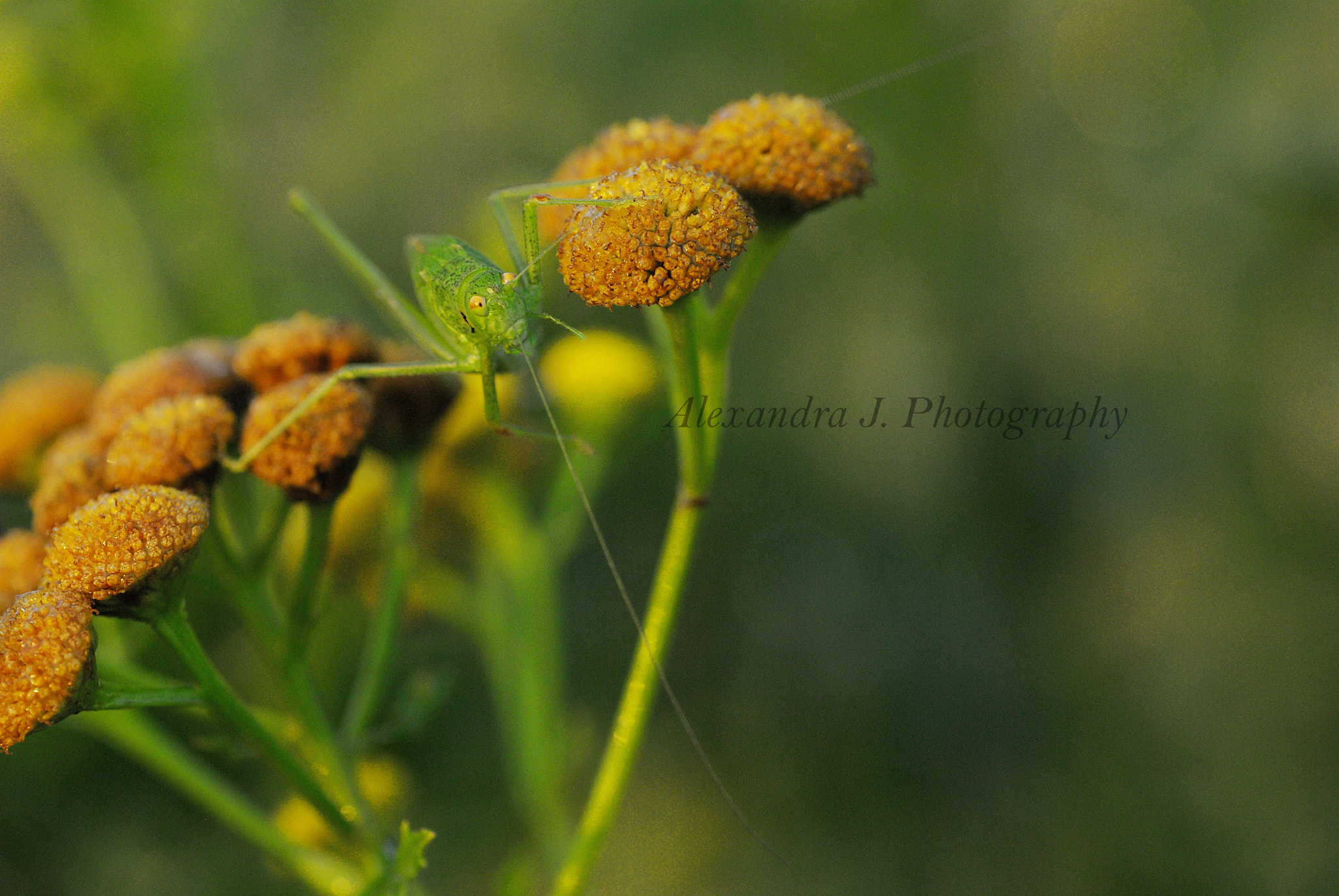 Pentax K10D sample photo