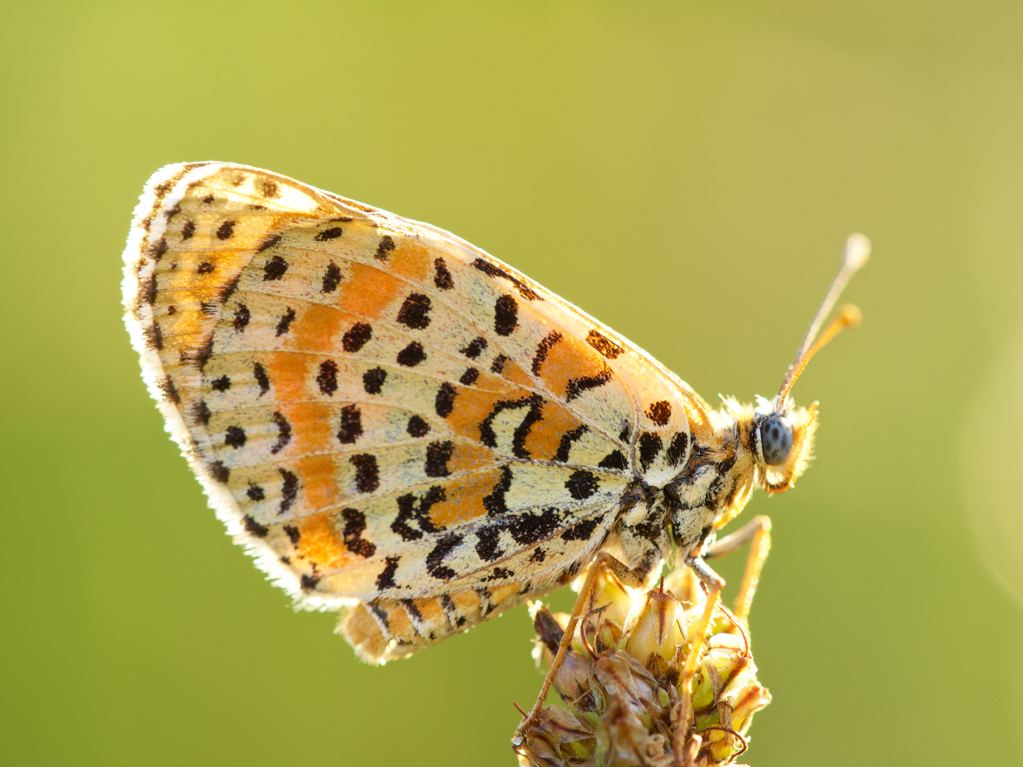 Olympus OM-D E-M1 sample photo. Butterfly photography