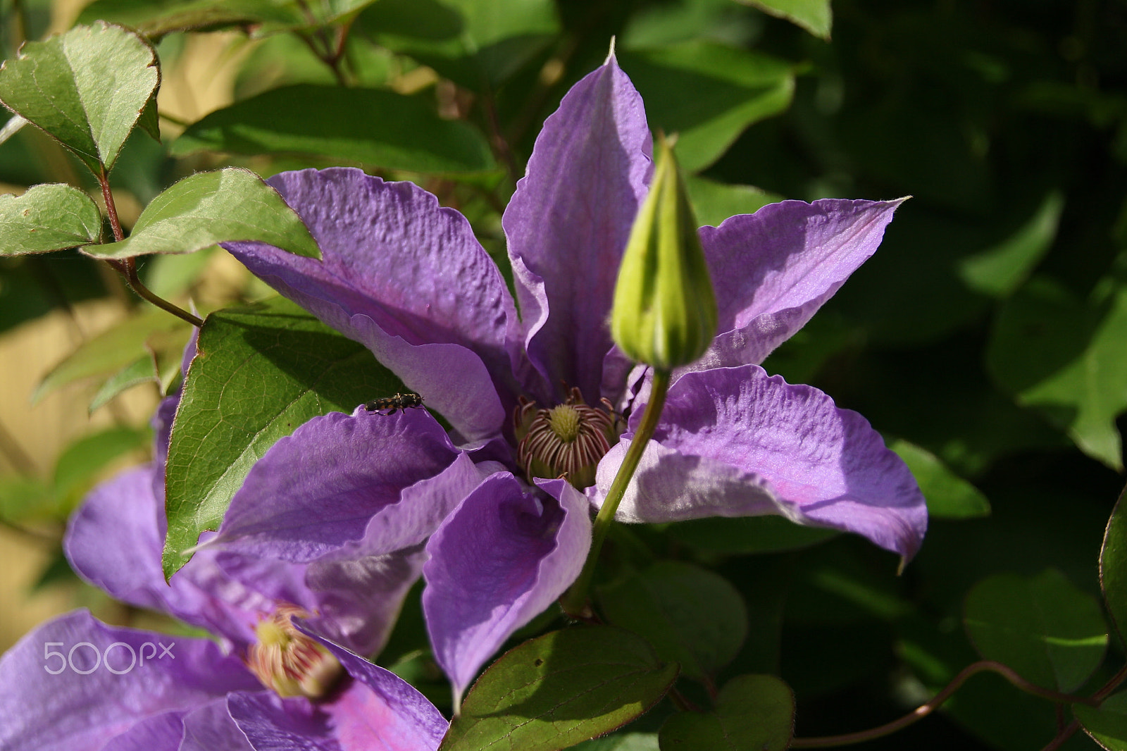 Canon EOS 1000D (EOS Digital Rebel XS / EOS Kiss F) sample photo. Autumn clematis photography