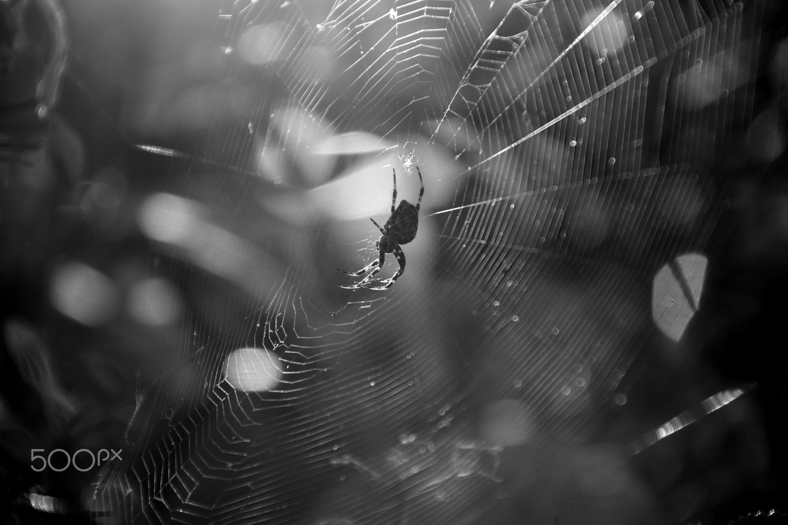 Canon EOS 750D (EOS Rebel T6i / EOS Kiss X8i) + Canon TS-E 90mm F2.8 Tilt-Shift sample photo. Spider black& white photography