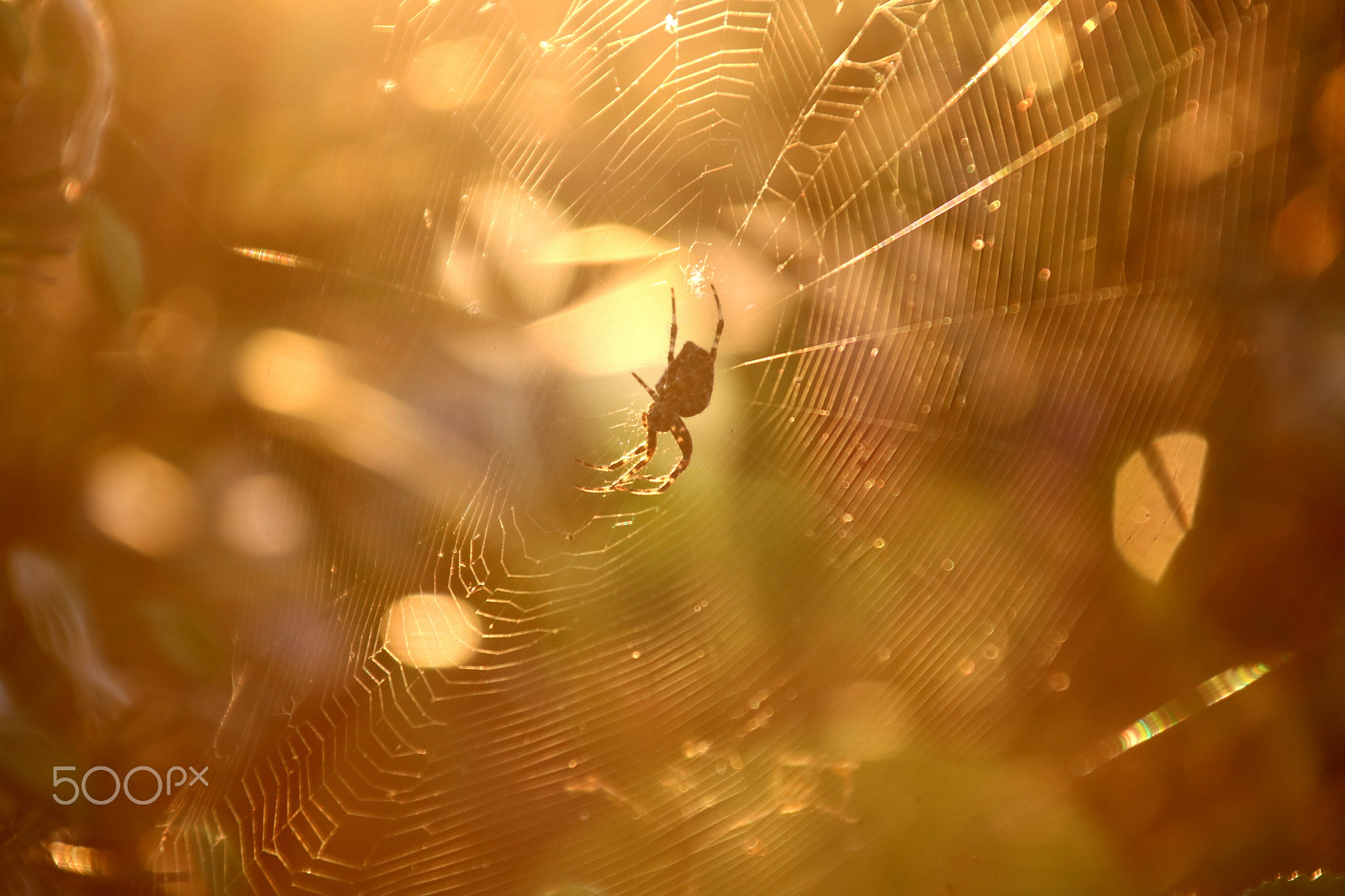 Canon EOS 750D (EOS Rebel T6i / EOS Kiss X8i) + Canon TS-E 90mm F2.8 Tilt-Shift sample photo. Spider sunset photography