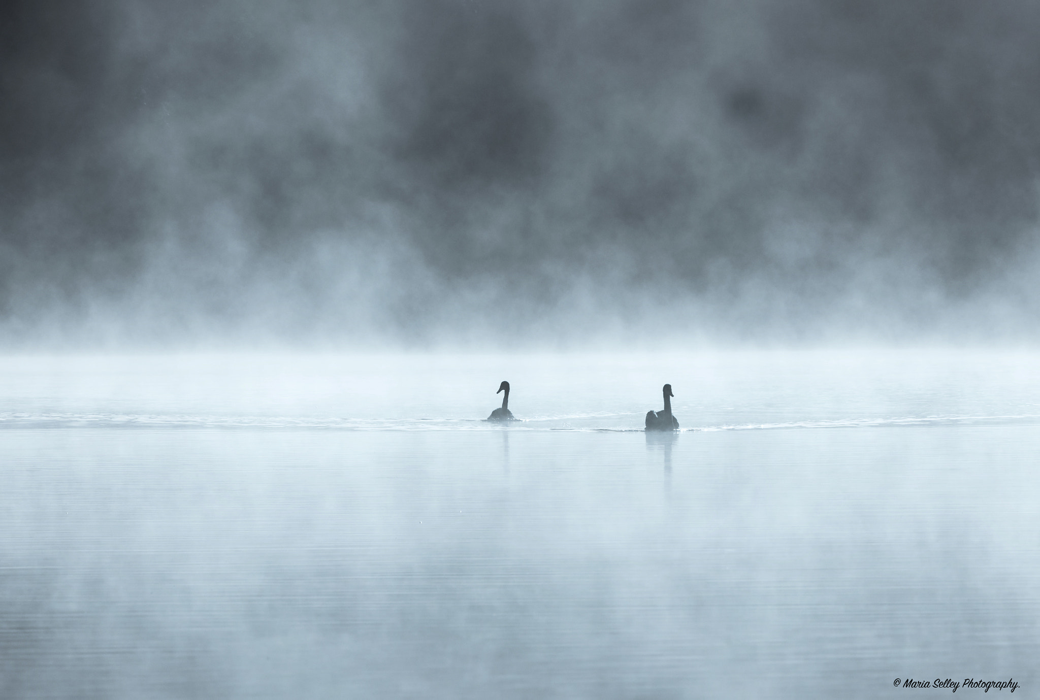 Olympus OM-D E-M5 II + LEICA DG 100-400/F4.0-6.3 sample photo. Swimming in the mist photography