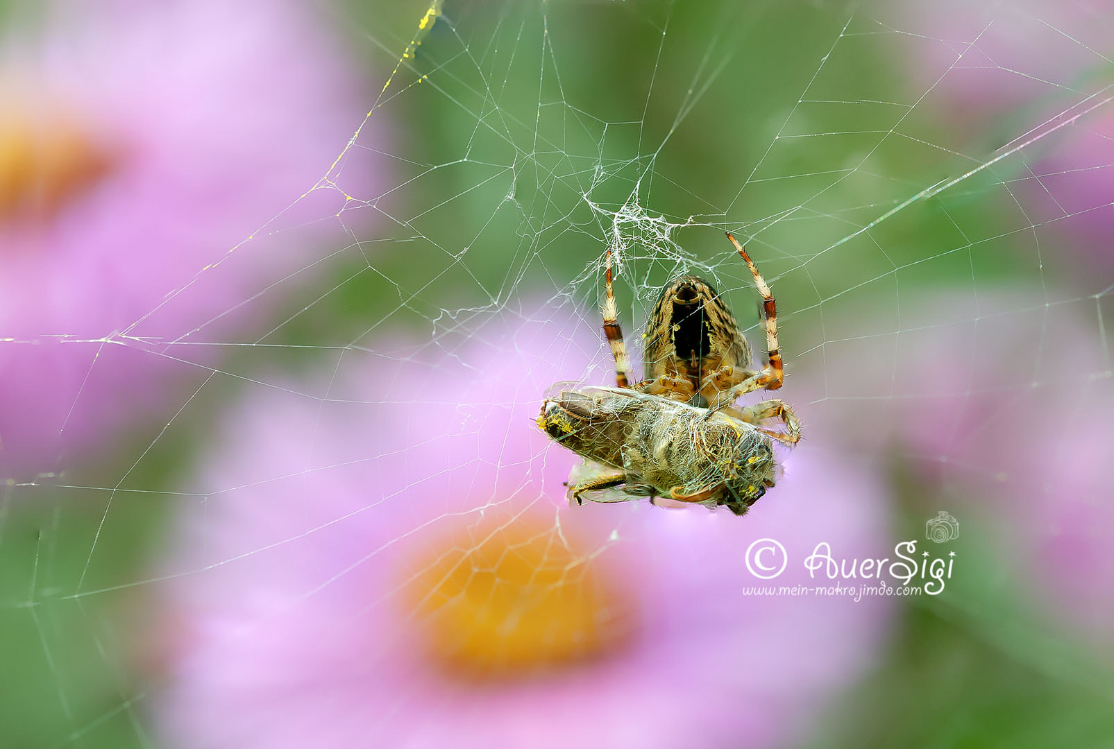 Sigma 105mm F2.8 EX DG OS HSM sample photo. Unbenannt photography