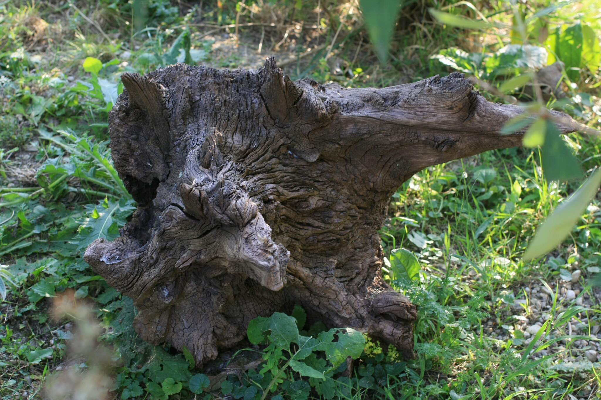 Canon EOS 40D + Canon EF 50mm F2.5 Macro sample photo. Wild tree photography