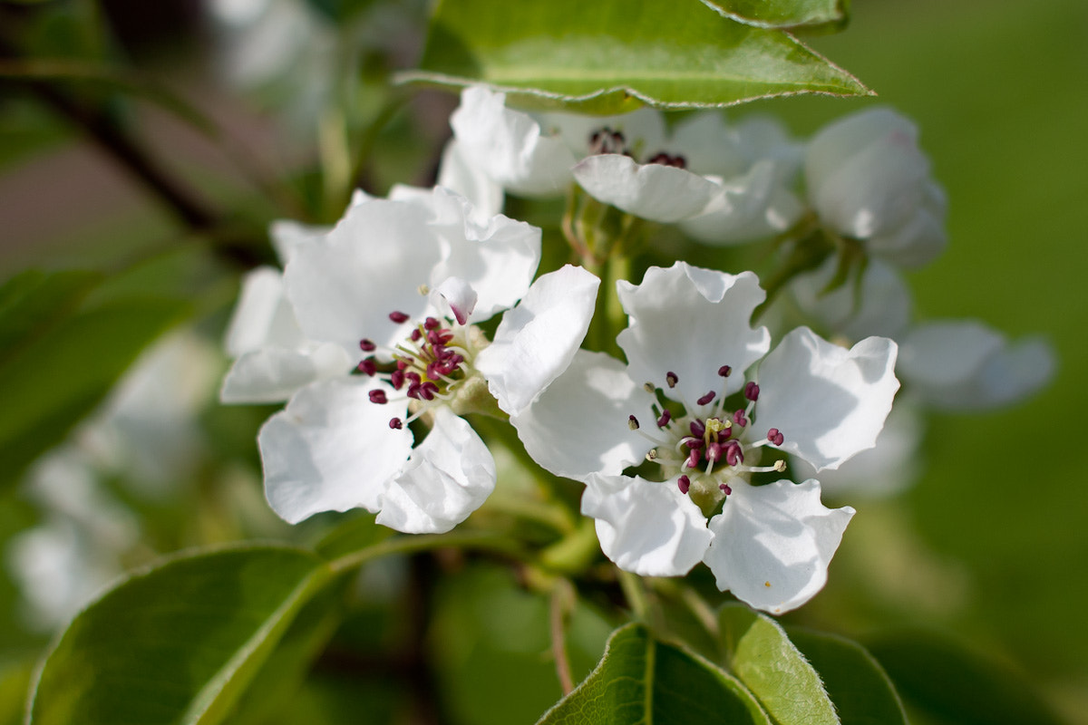 Canon EF 28mm F1.8 USM sample photo