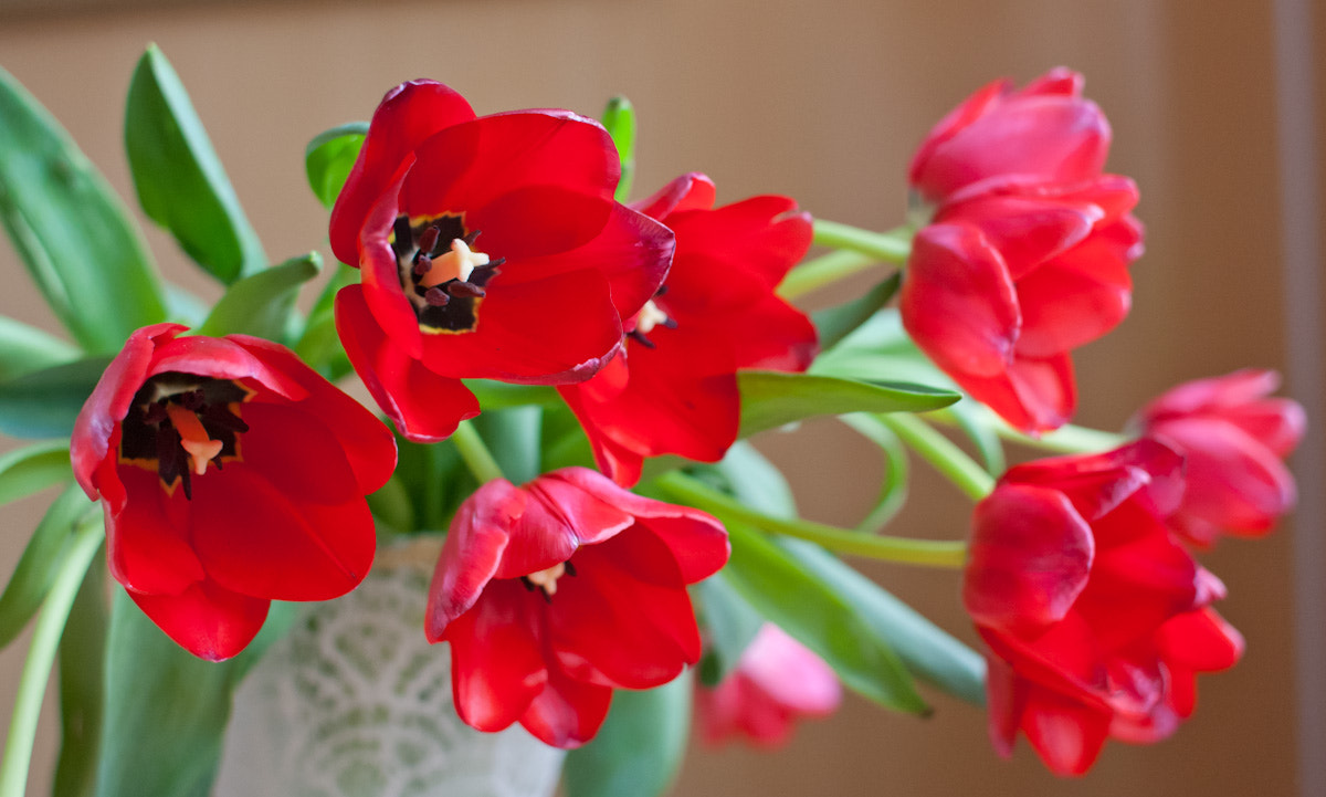 Canon EF 28mm F1.8 USM sample photo