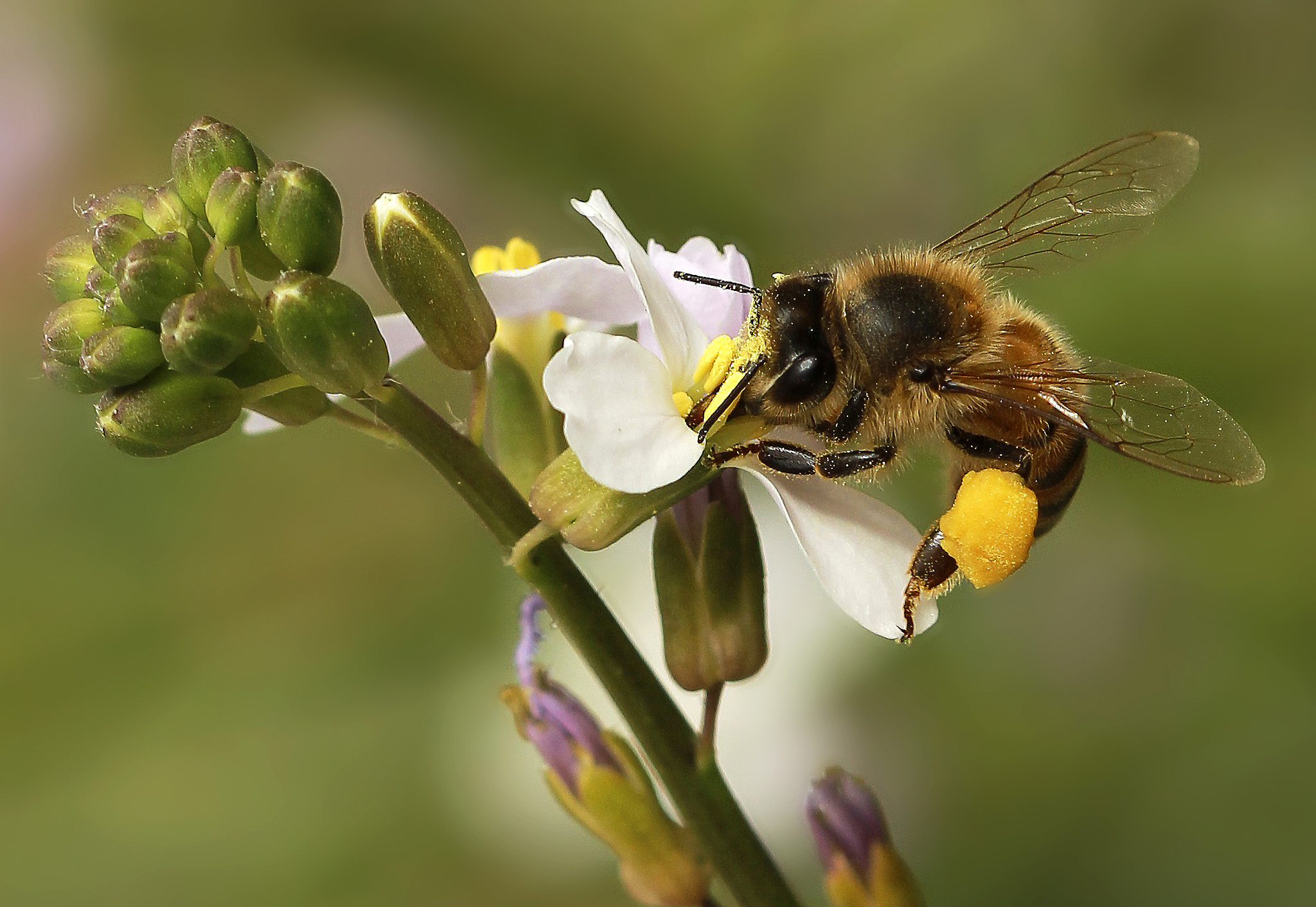 Canon EOS 600D (Rebel EOS T3i / EOS Kiss X5) + Canon EF 100mm F2.8 Macro USM sample photo. Honey bee. photography