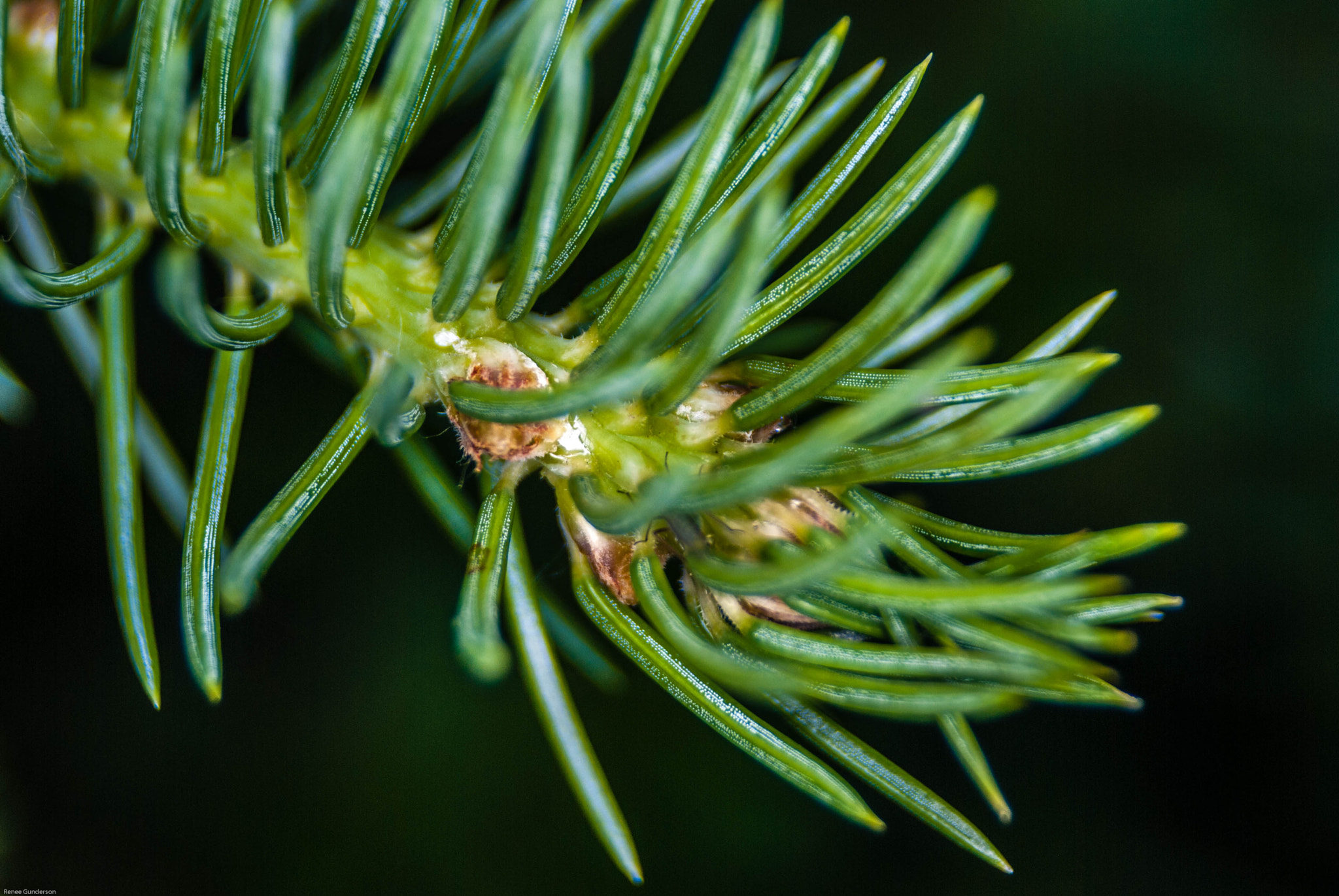 AF Zoom-Nikkor 24-50mm f/3.3-4.5D sample photo. Spruce needles photography