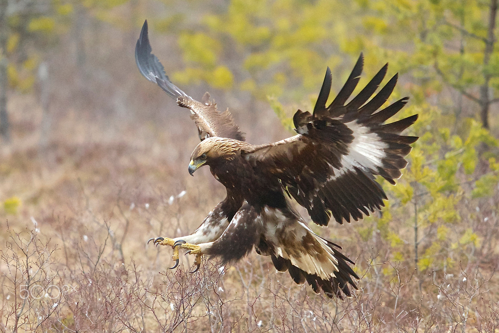 Canon EF 400mm F2.8L IS II USM sample photo. Landing eagle photography