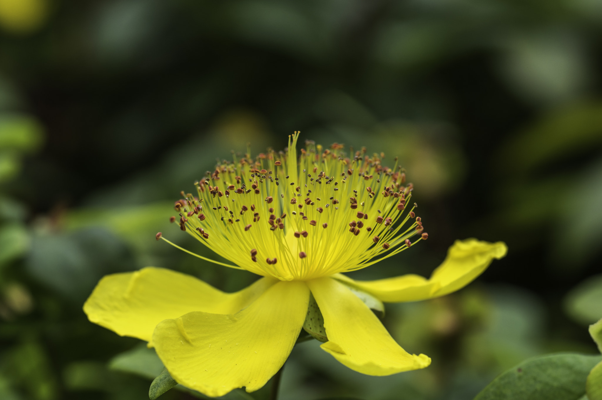 Pentax K-3 + A Series Lens sample photo. Foret de pistils photography