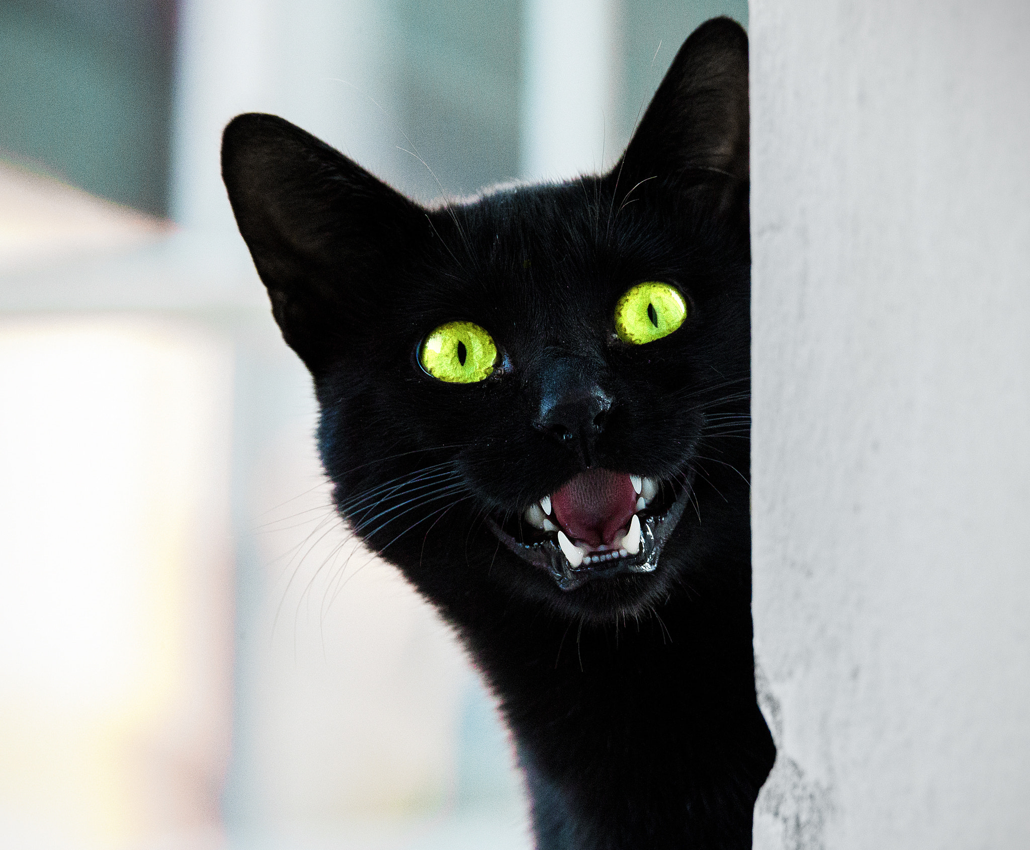 Sigma 150-600mm F5-6.3 DG OS HSM | C sample photo. Cat photography