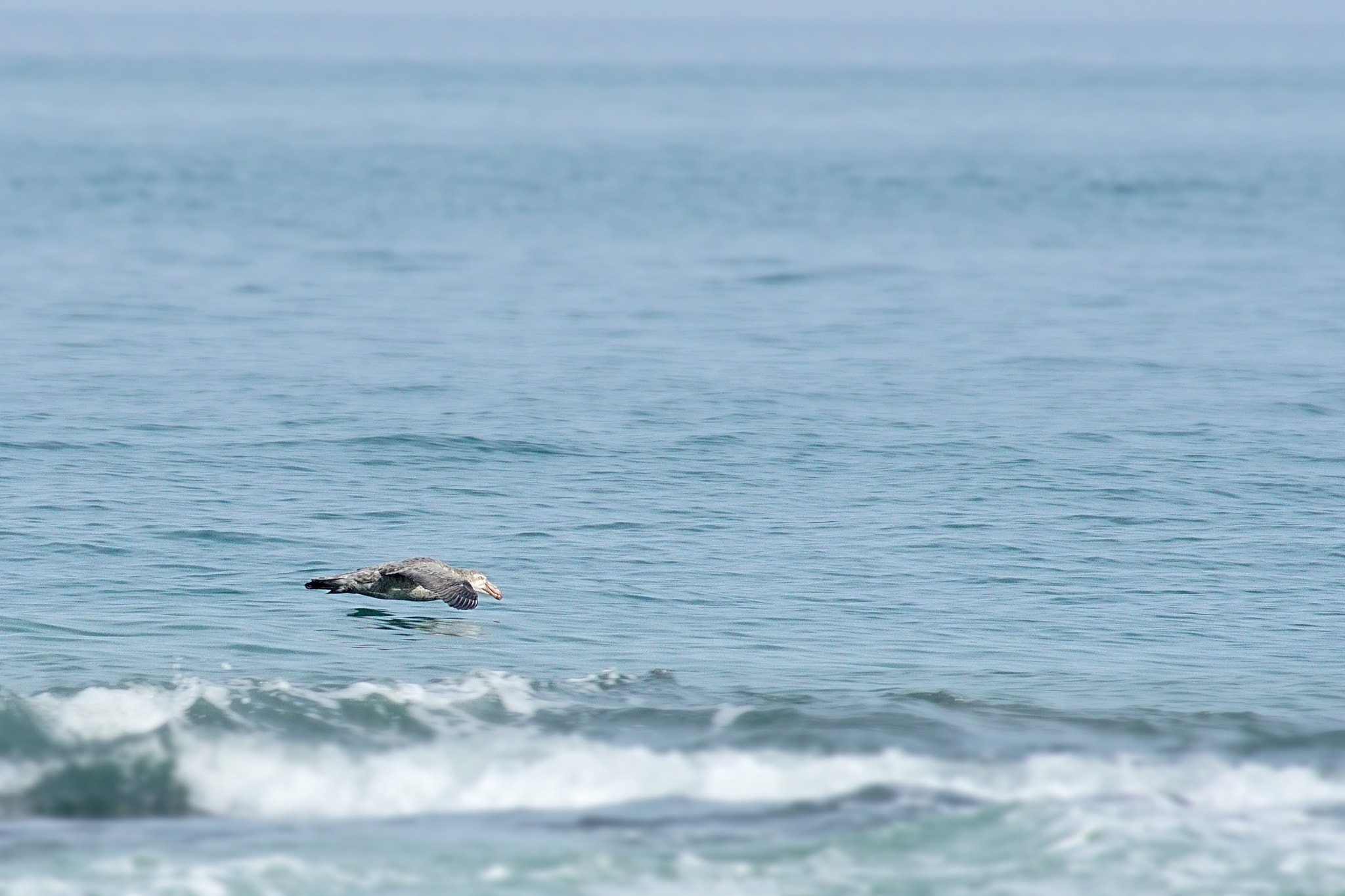 Minolta AF 100-400mm F4.5-6.7 APO sample photo. Giant southern petrel photography