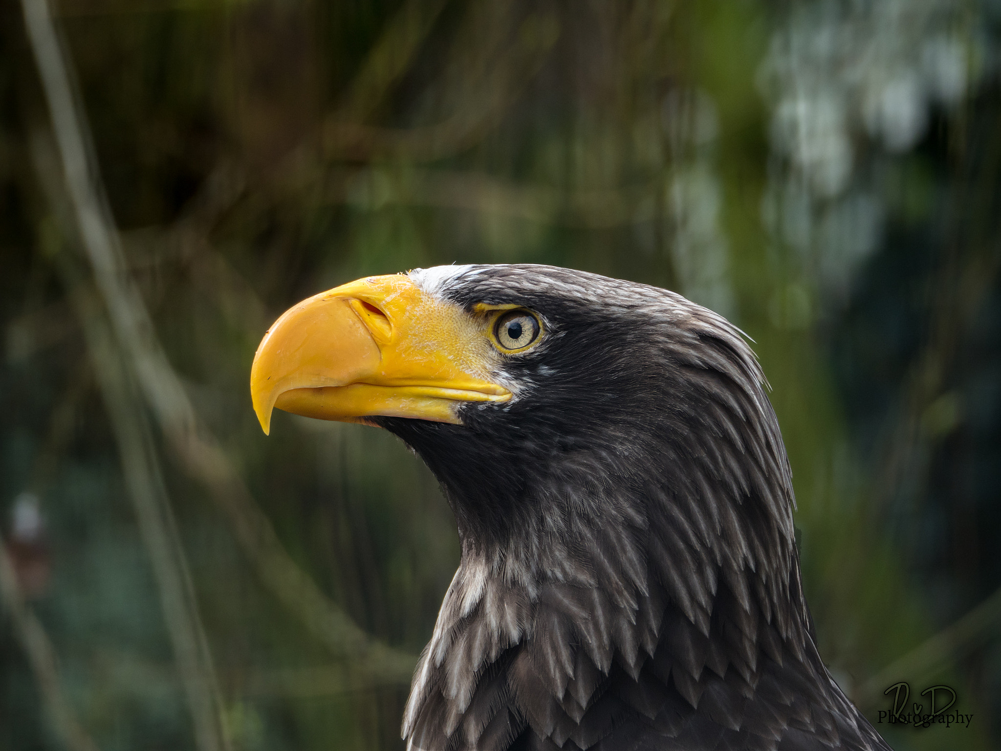Olympus OM-D E-M5 II sample photo. Eagle search for photography