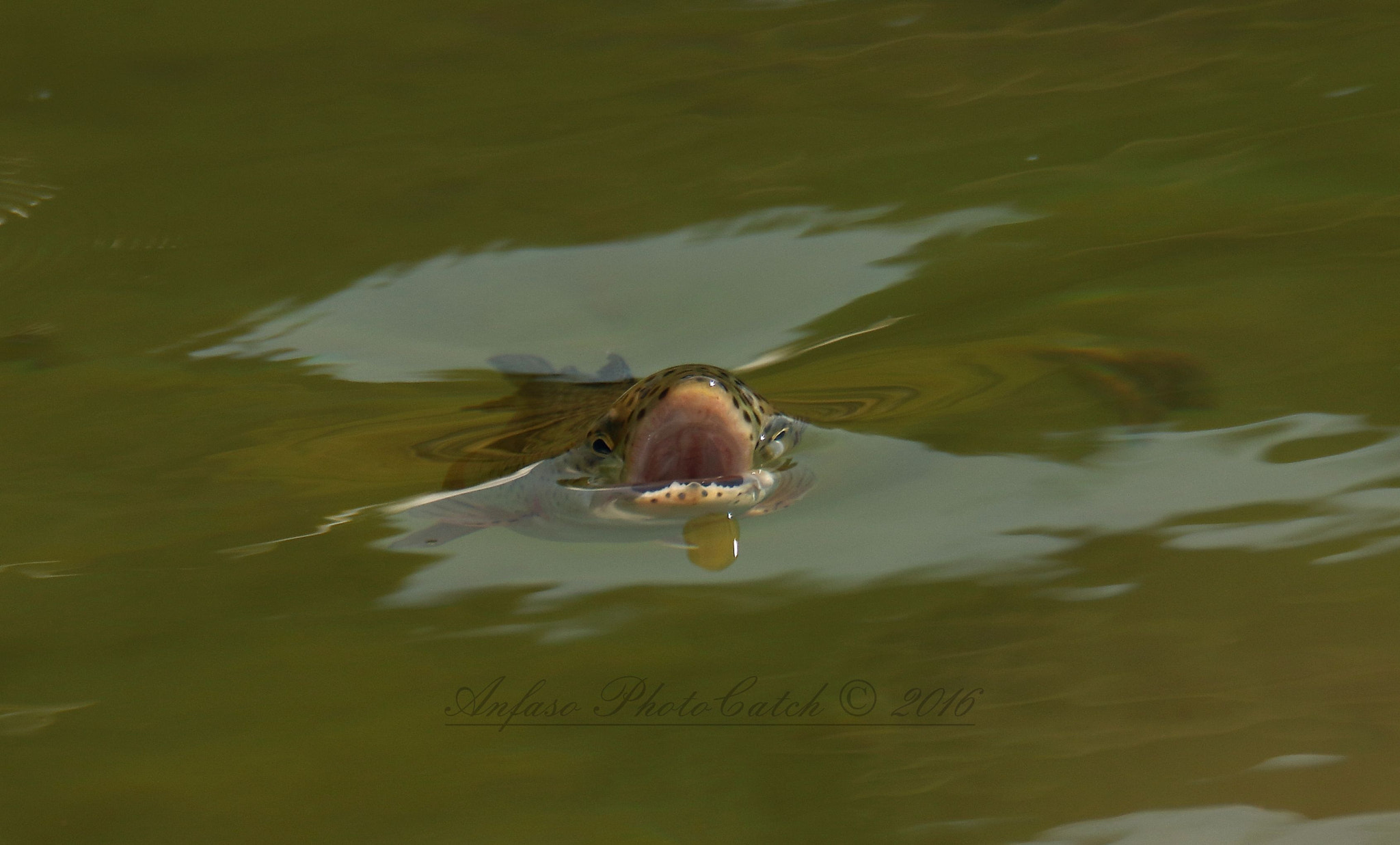 Canon EOS 7D Mark II sample photo. Trota iridea - oncorhynchus mykiss photography