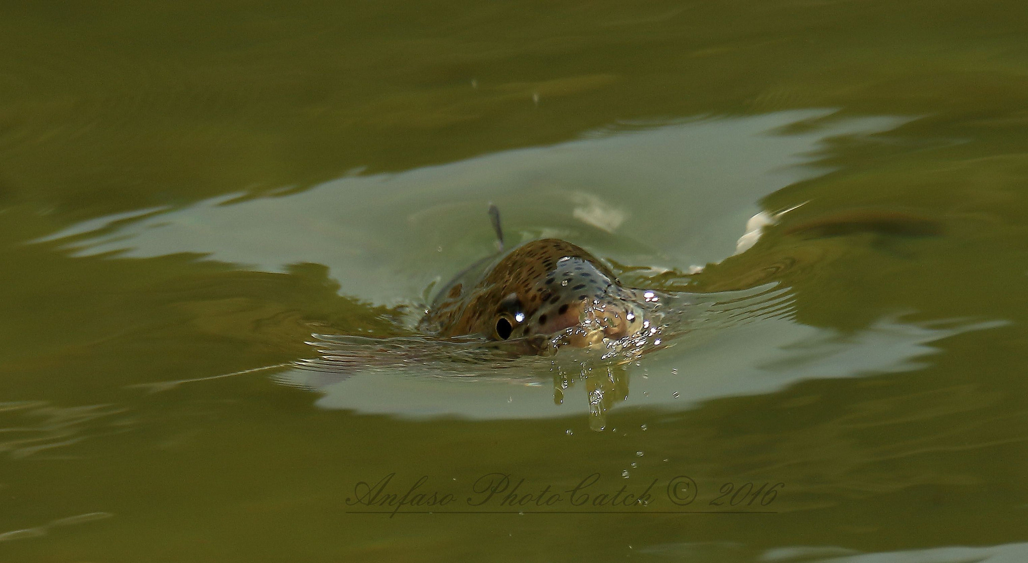 Sigma 150-600mm F5-6.3 DG OS HSM | S sample photo. Trota iridea - oncorhynchus mykiss photography