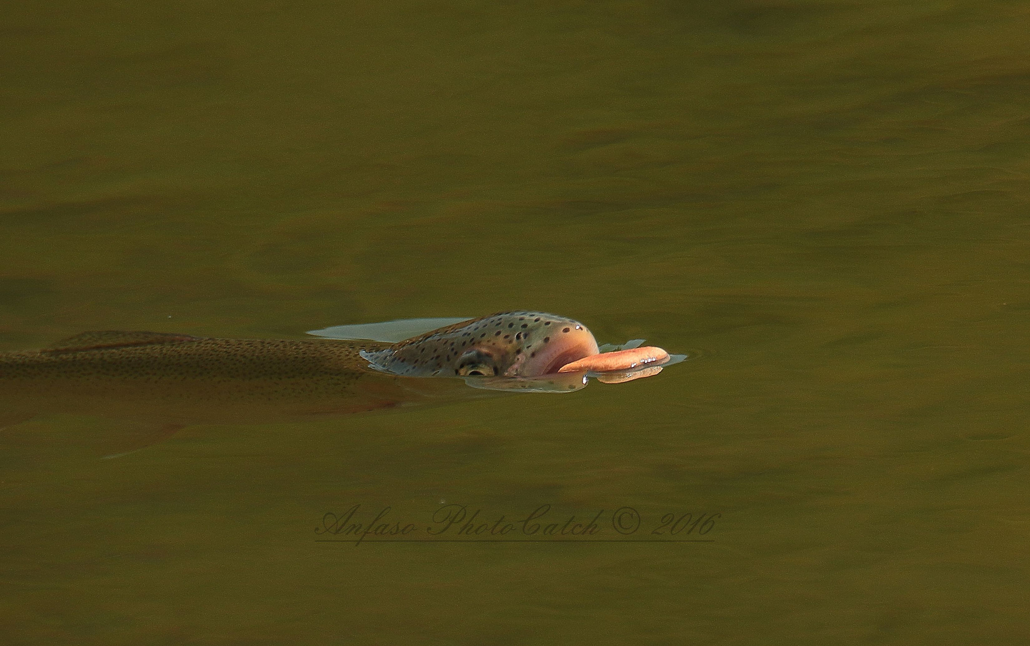 Canon EOS 7D Mark II sample photo. Trota iridea - oncorhynchus mykiss photography