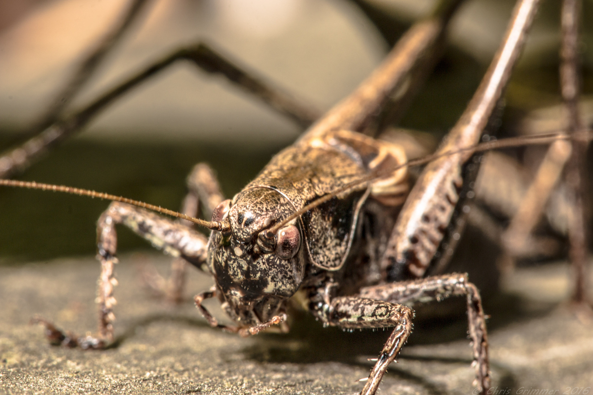 Sigma APO Macro 150mm f/2.8 EX DG HSM sample photo. Dark bush cricket photography