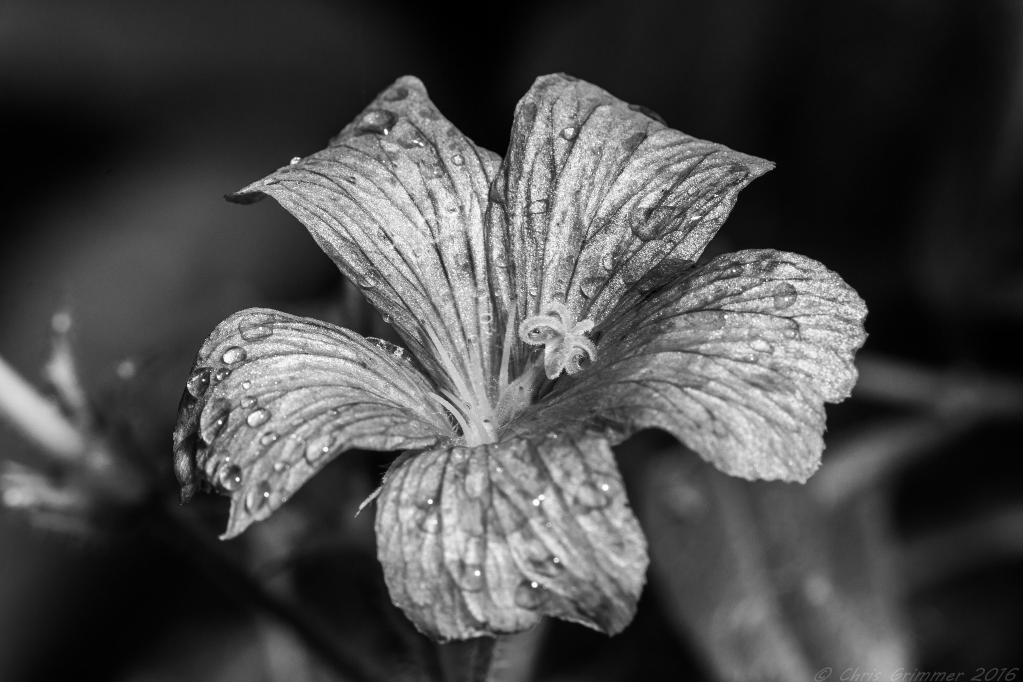 Sigma APO Macro 150mm f/2.8 EX DG HSM sample photo. Black & white photography