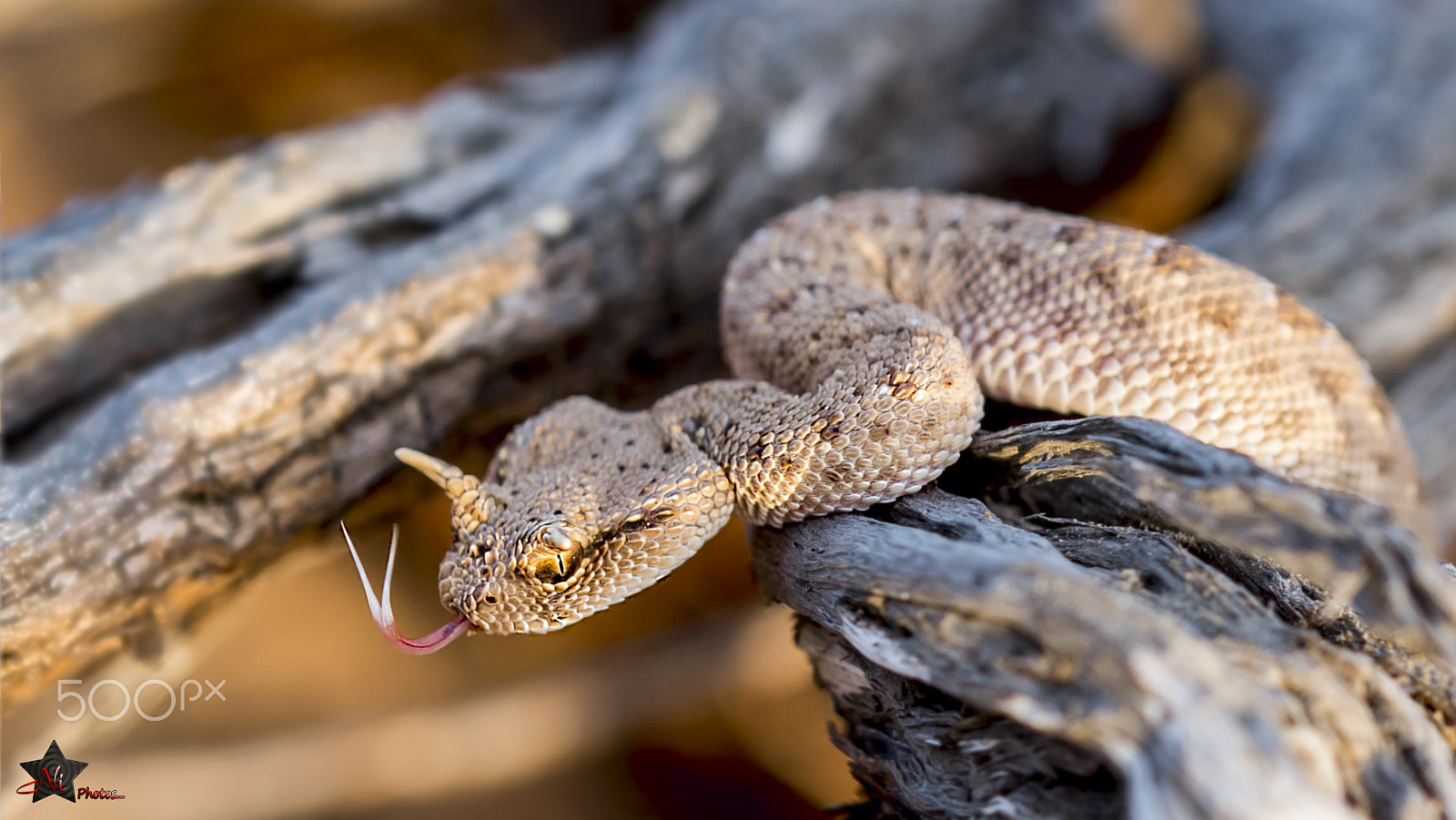 Nikon D5 sample photo. Arabian horned viper photography