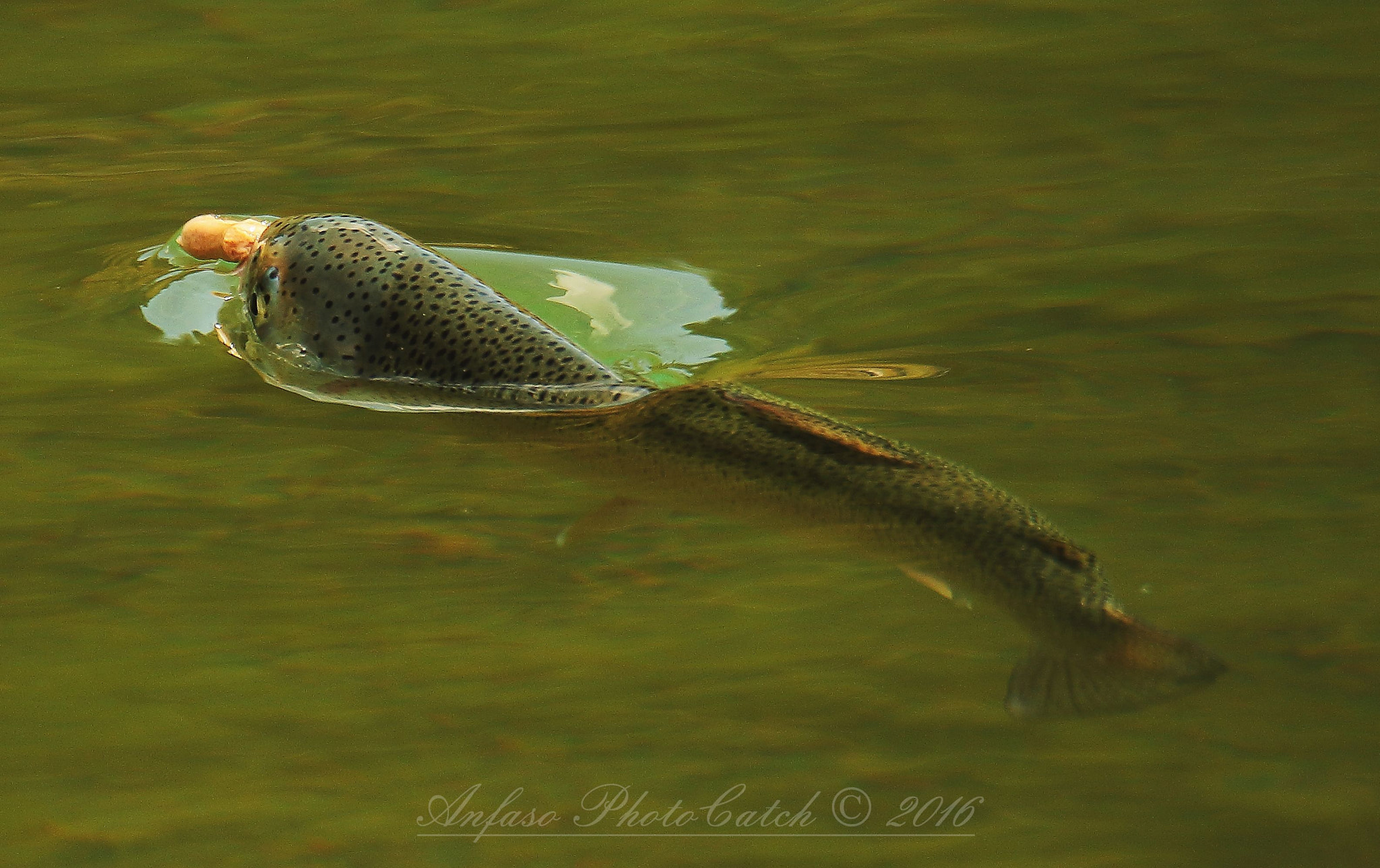 Sigma 150-600mm F5-6.3 DG OS HSM | S sample photo. Trota iridea - oncorhynchus mykiss photography