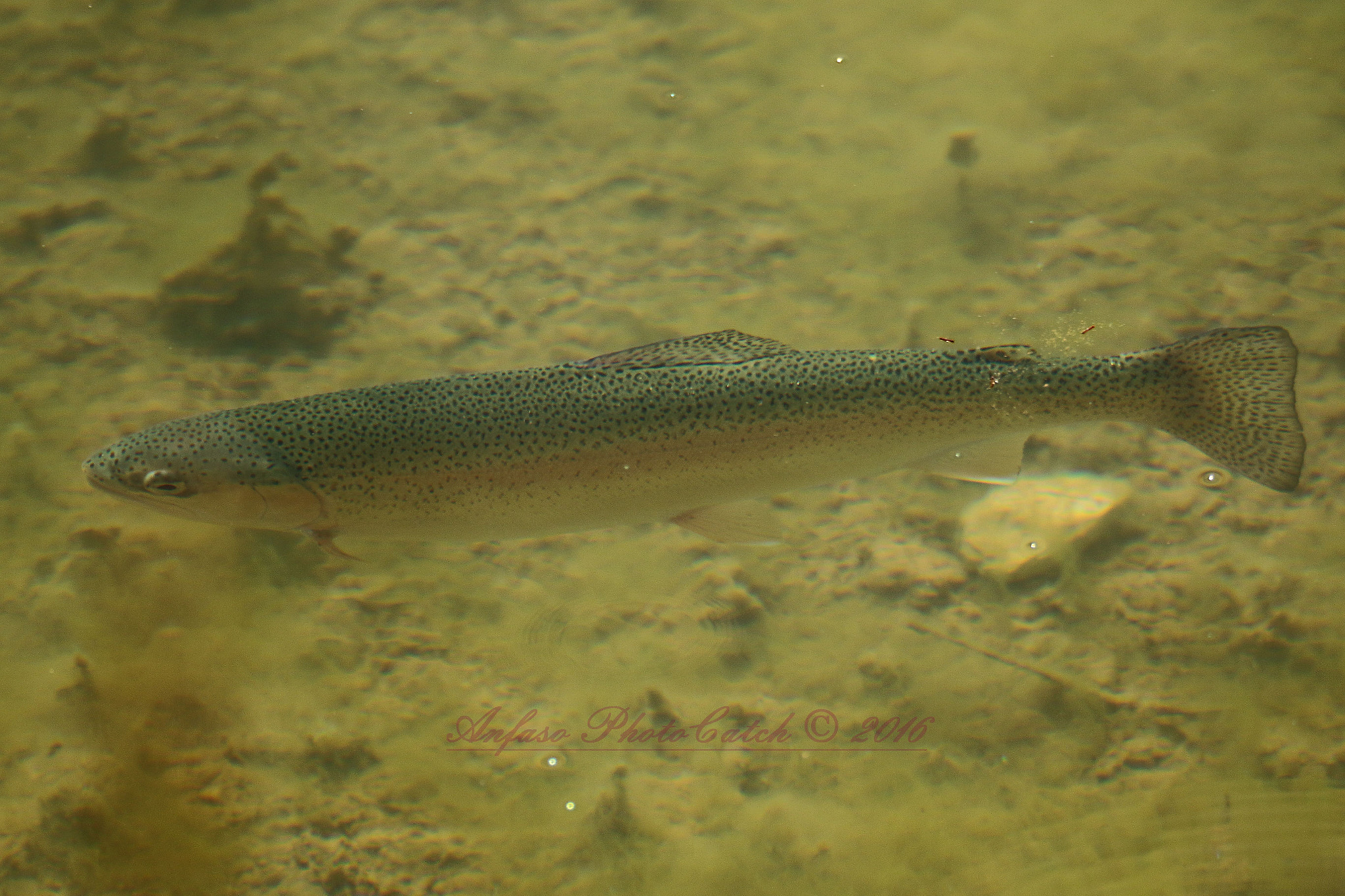 Sigma 150-600mm F5-6.3 DG OS HSM | S sample photo. Trota iridea - oncorhynchus mykiss photography