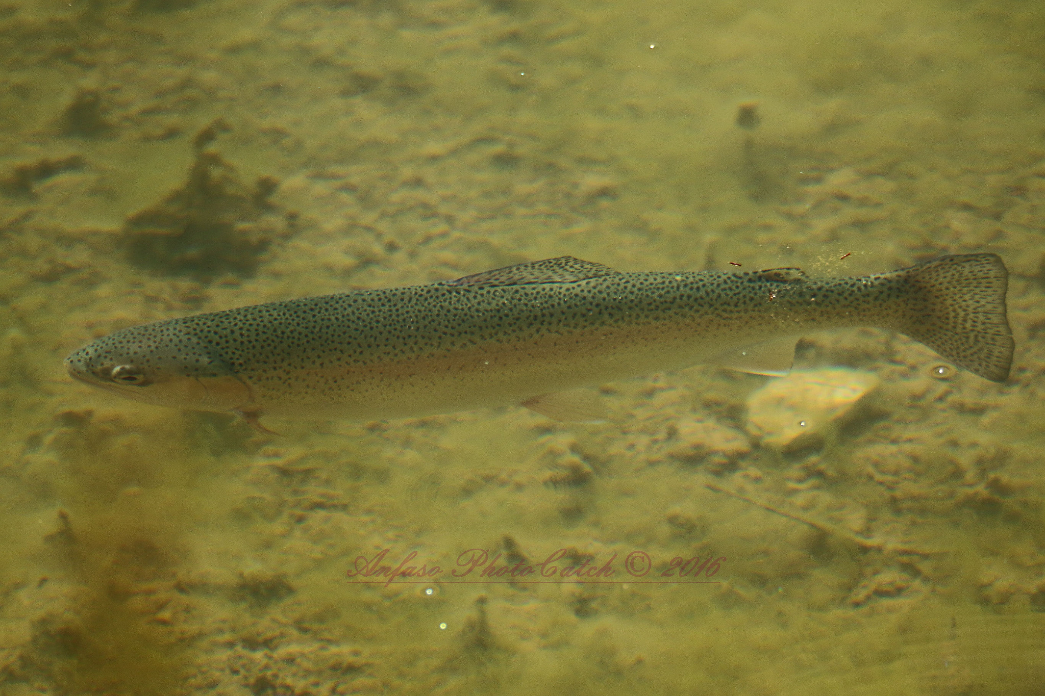 Canon EOS 7D Mark II sample photo. Trota iridea - oncorhynchus mykiss photography