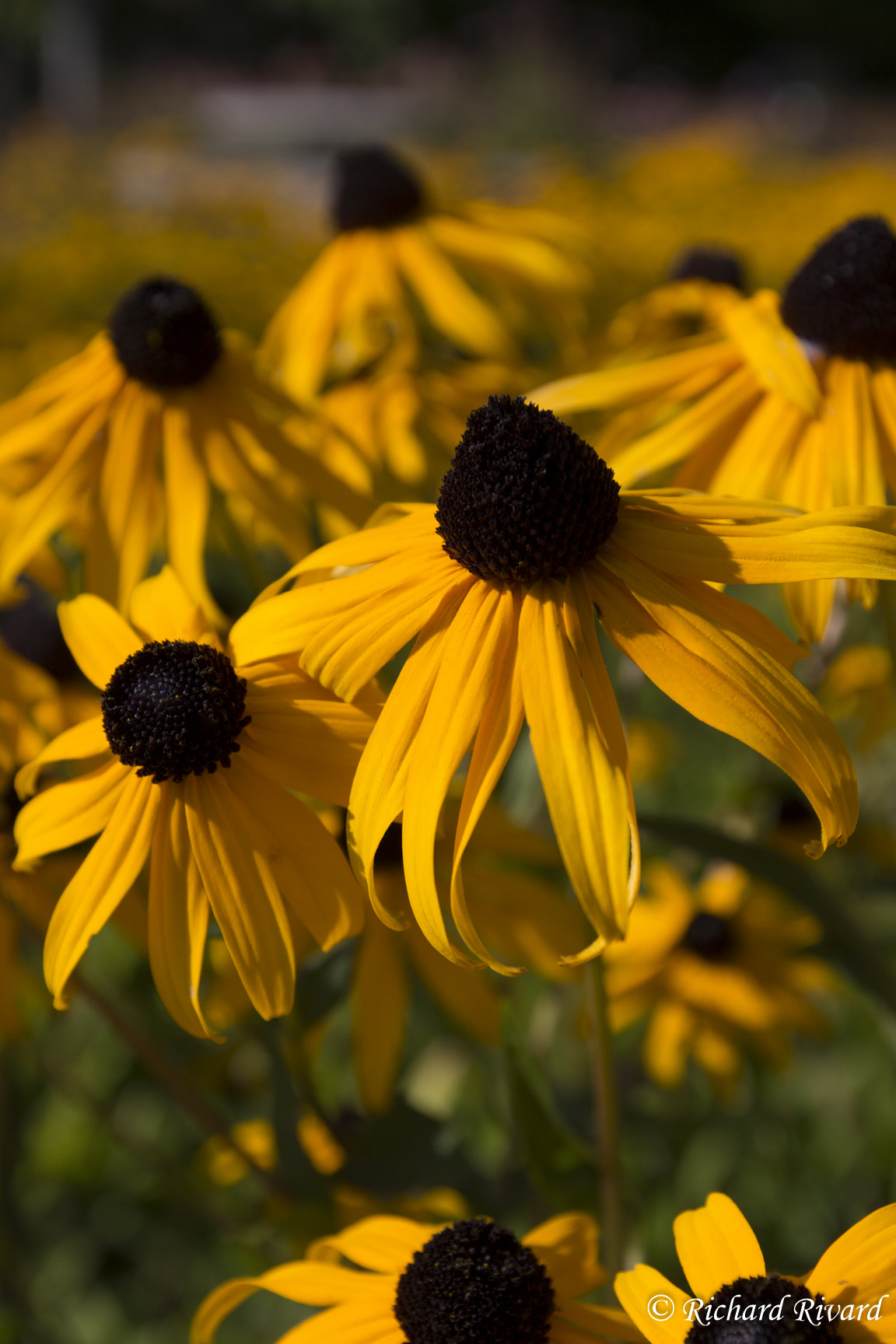 Canon EF 16-35mm F2.8L II USM sample photo. Black eyed susan photography