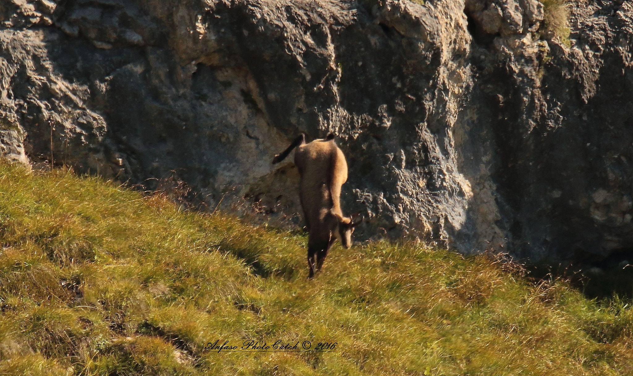 Sigma 150-600mm F5-6.3 DG OS HSM | S sample photo. Camoscio - rupicapra rupicapra photography