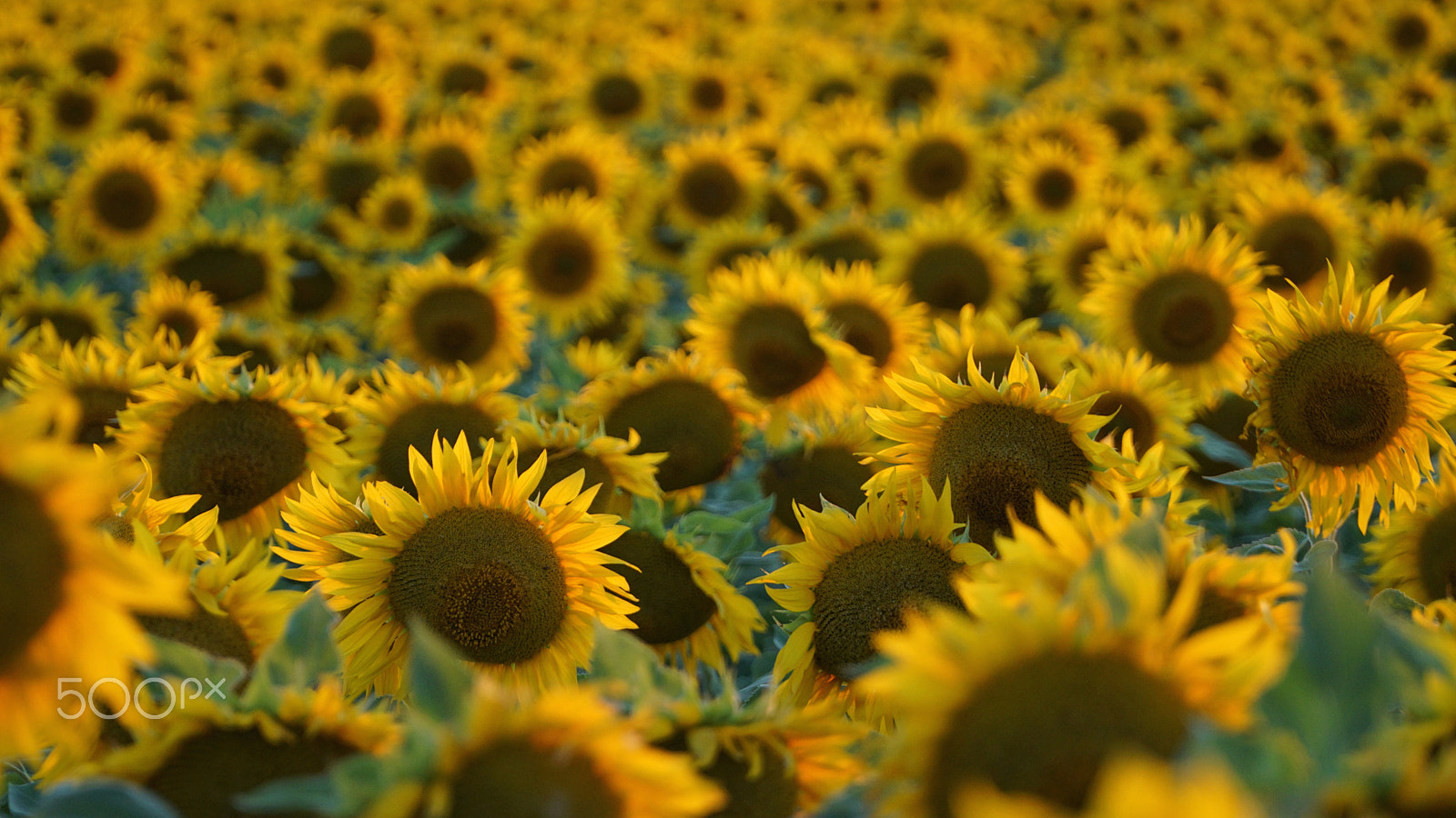 Sony a6000 + Sony E PZ 18-105mm F4 G OSS sample photo. Sunflowers photography