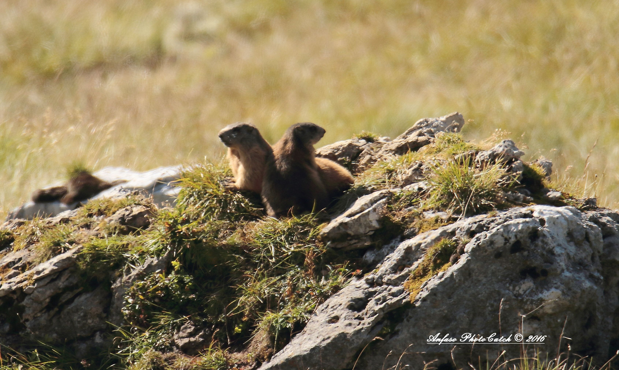 Canon EOS 7D Mark II sample photo. Marmotte - marmota marmota photography