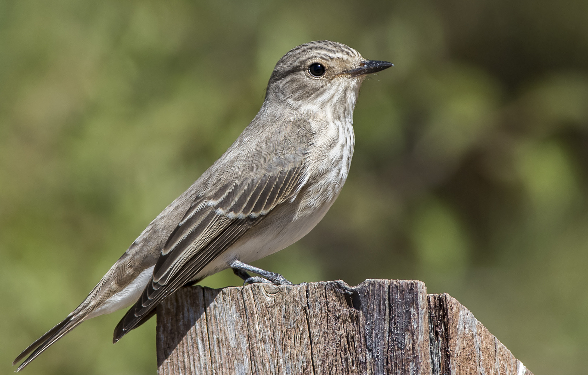 Nikon D810 + Nikon AF-S Nikkor 300mm F4D ED-IF sample photo. Spotted flycatcher photography