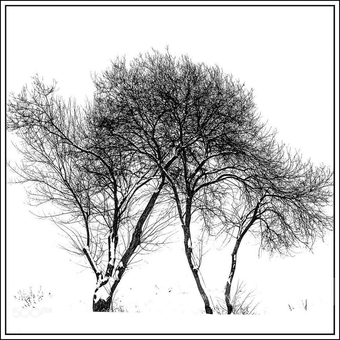 Canon EF 70-300mm F4-5.6 IS USM sample photo. Tree & snow photography